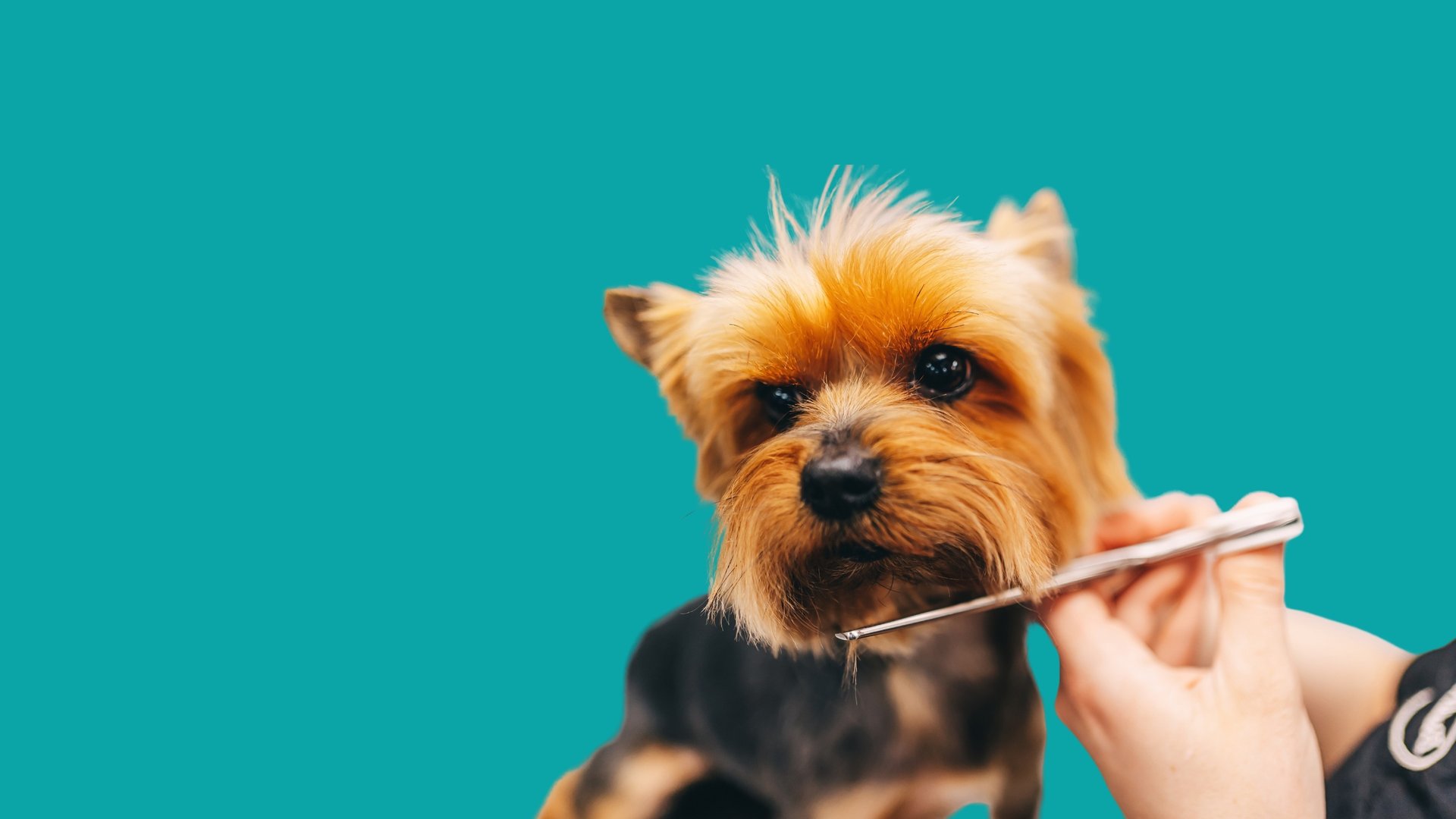 a dog looking at the camera