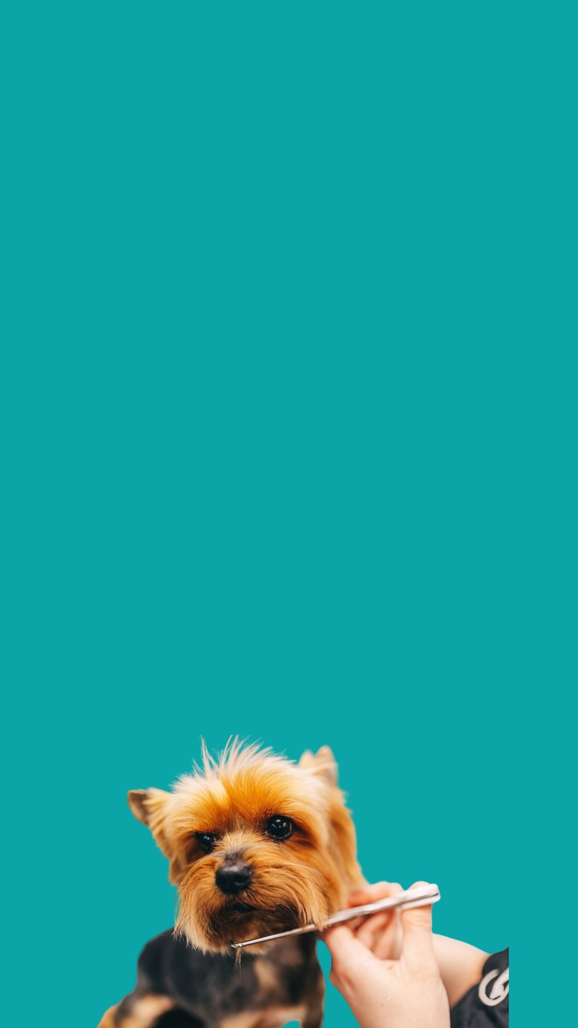 a dog looking at the camera