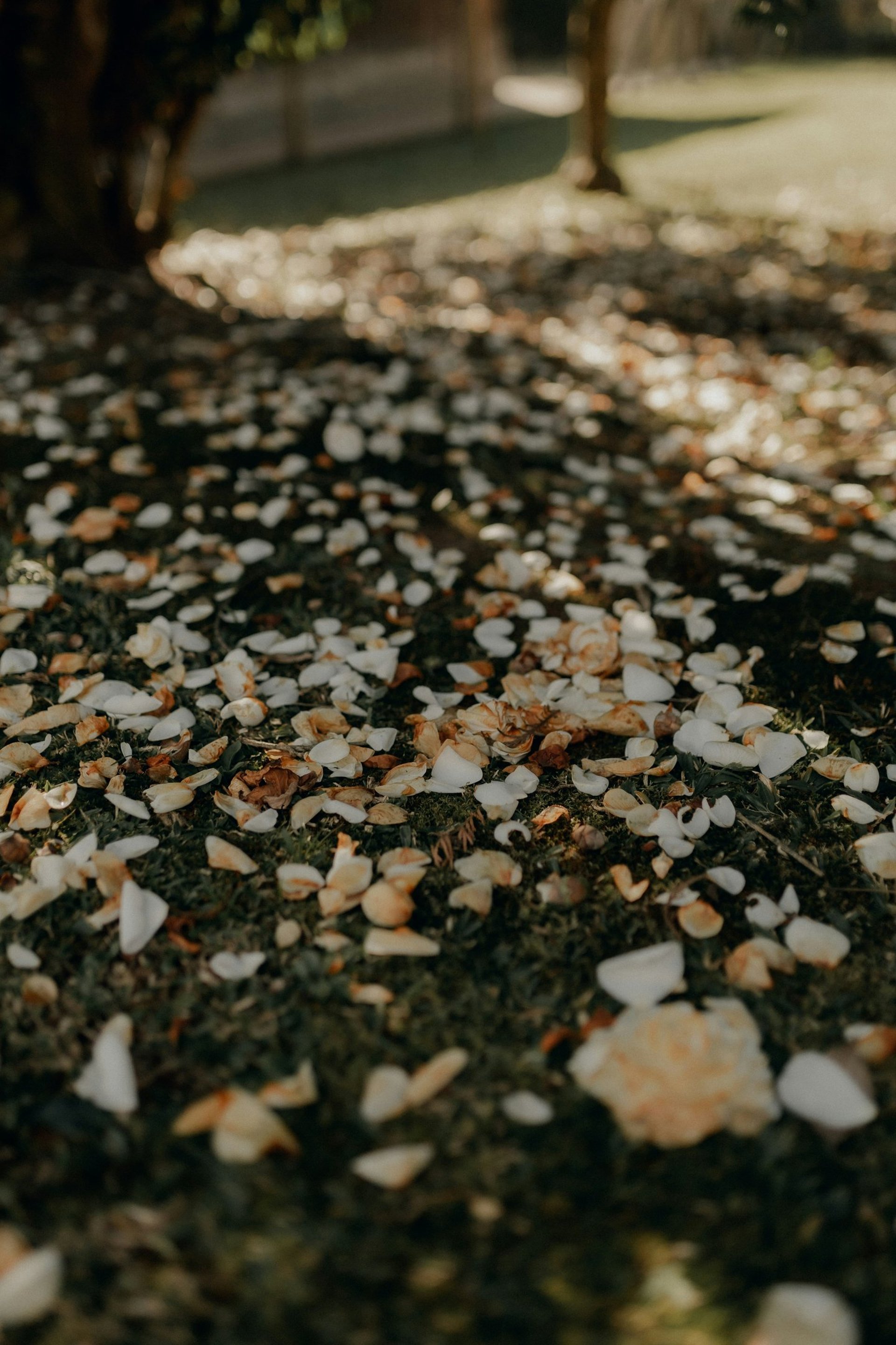 couple wearing silver-colored rings