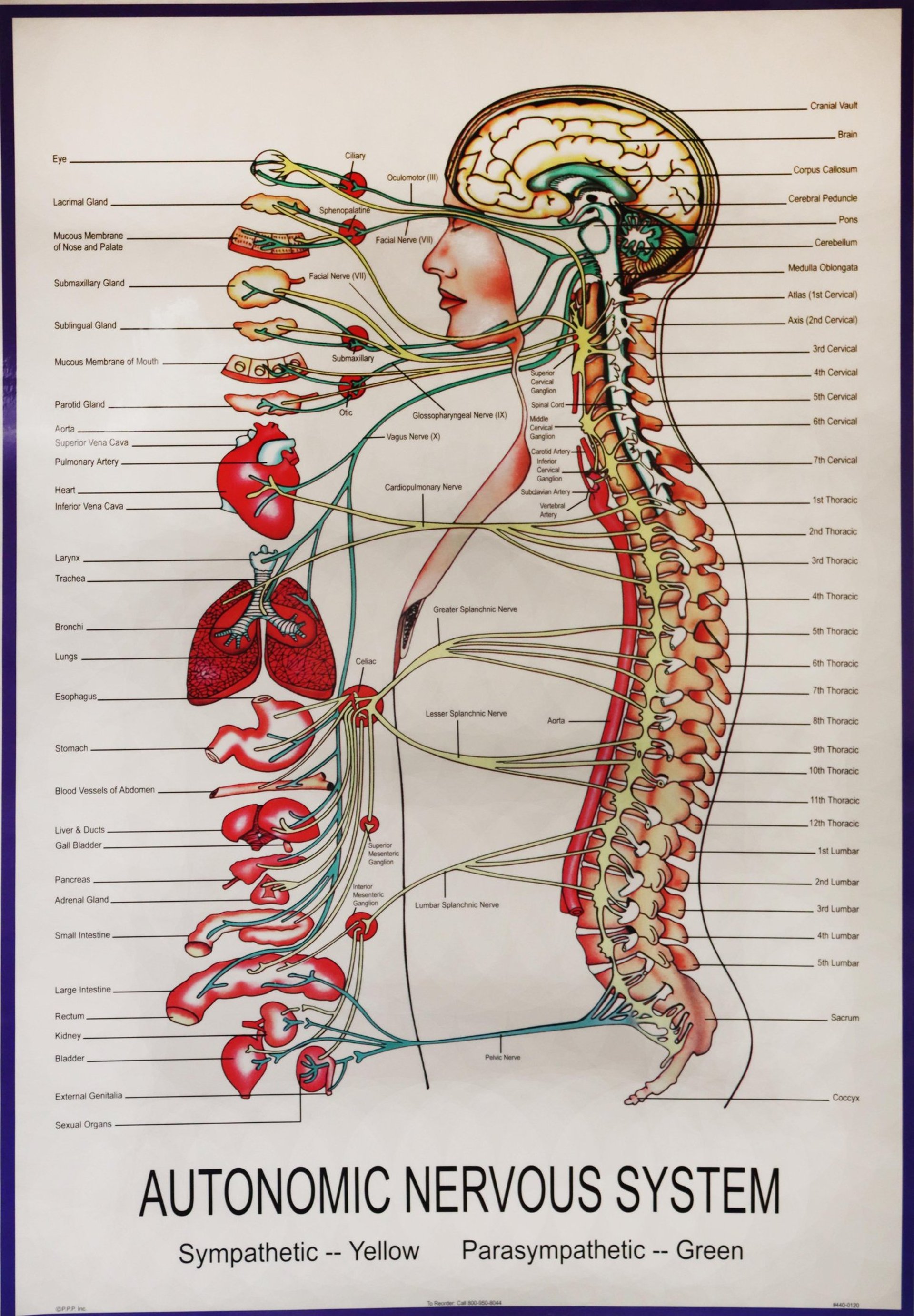 woman wearing yellow long-sleeved dress under white clouds and blue sky during daytime