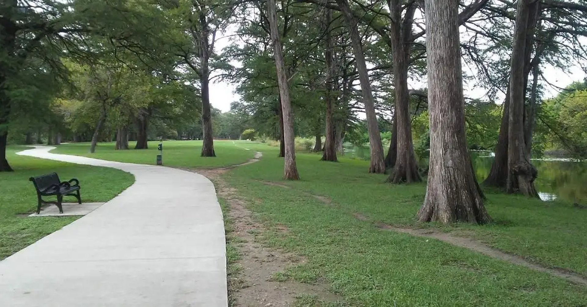 A paved path through a lush, green forest.
