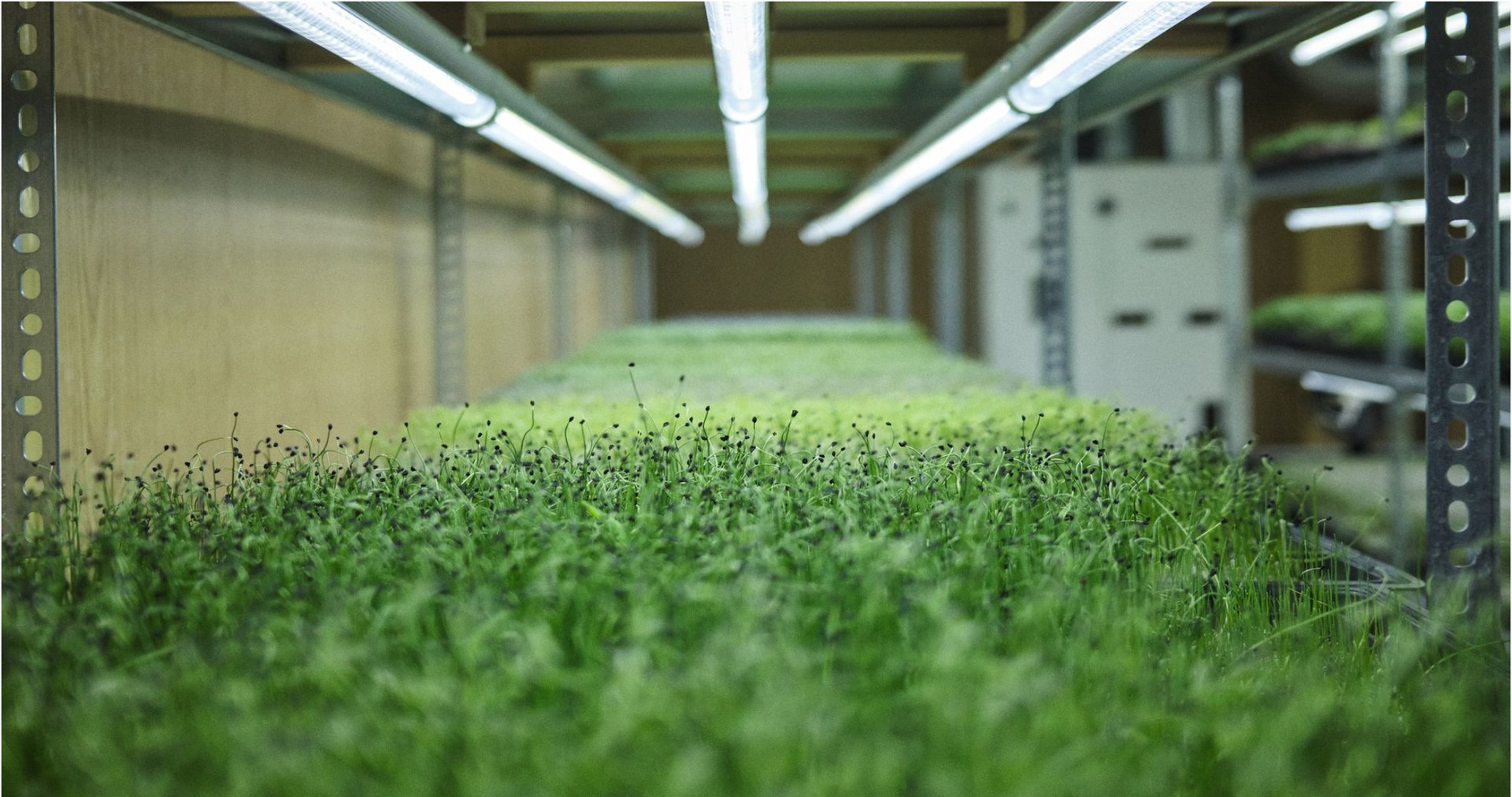 black berries on black surface
