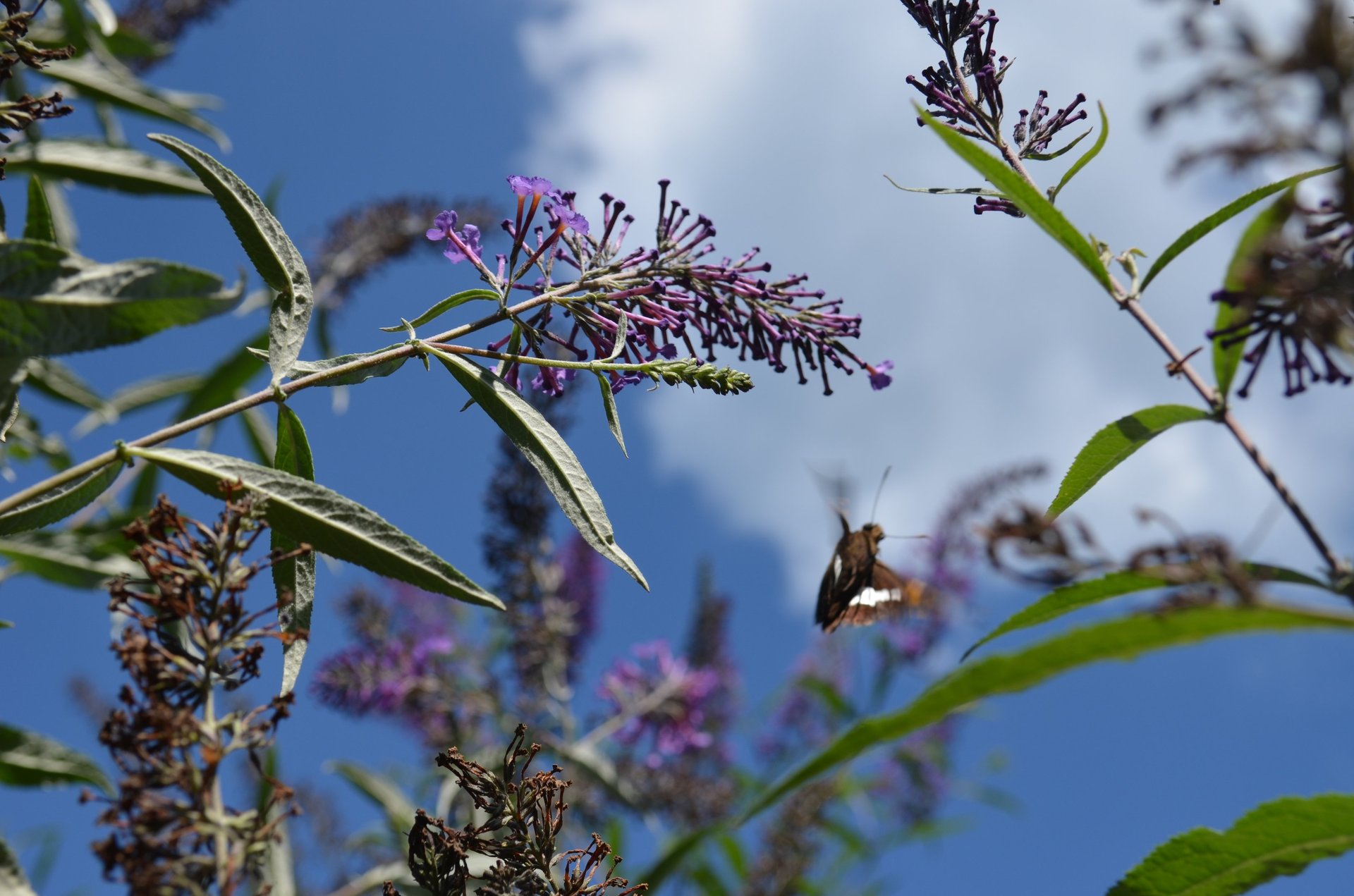 black and white bed linen