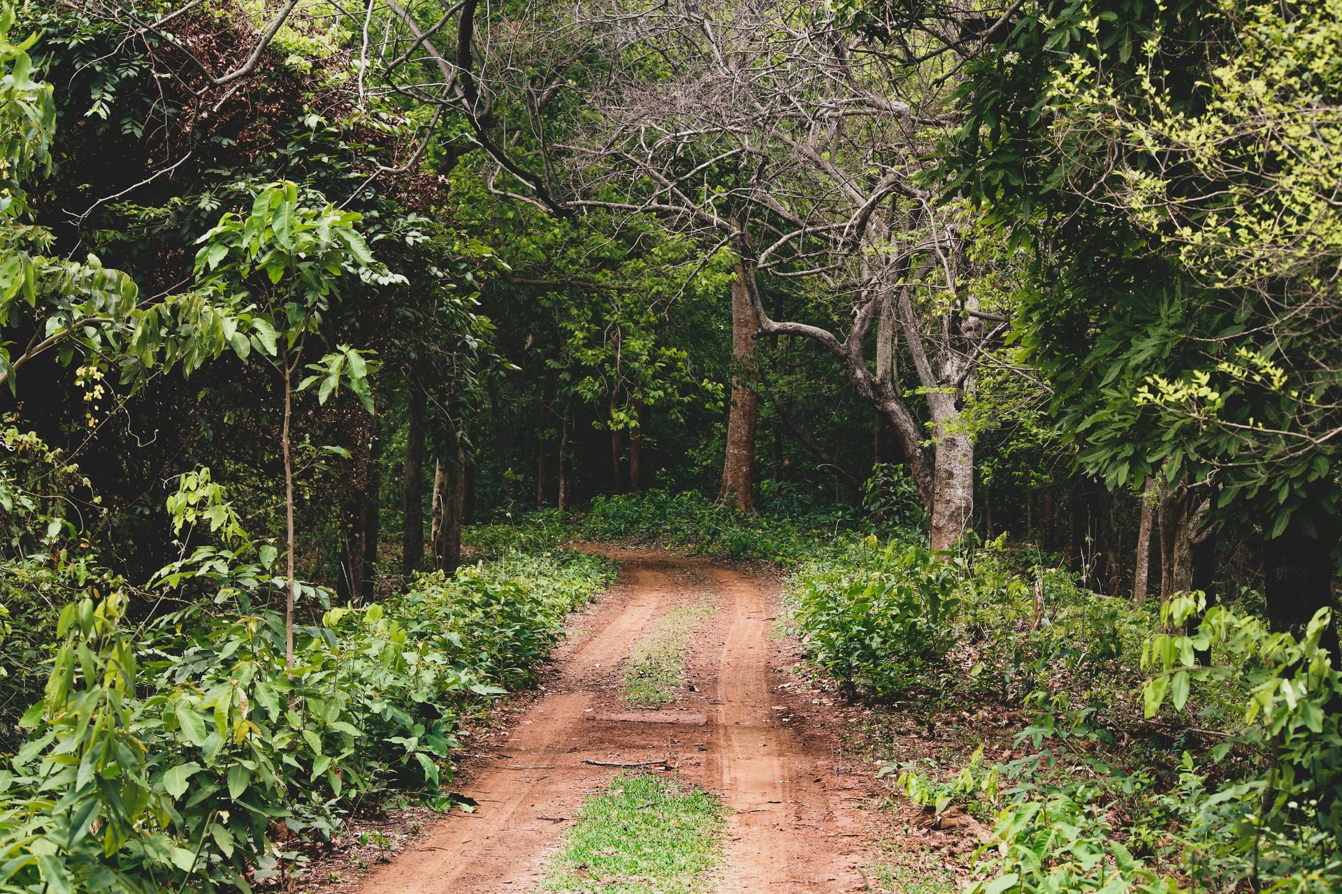 Odisha Jungle Holidays by Soma Journeys