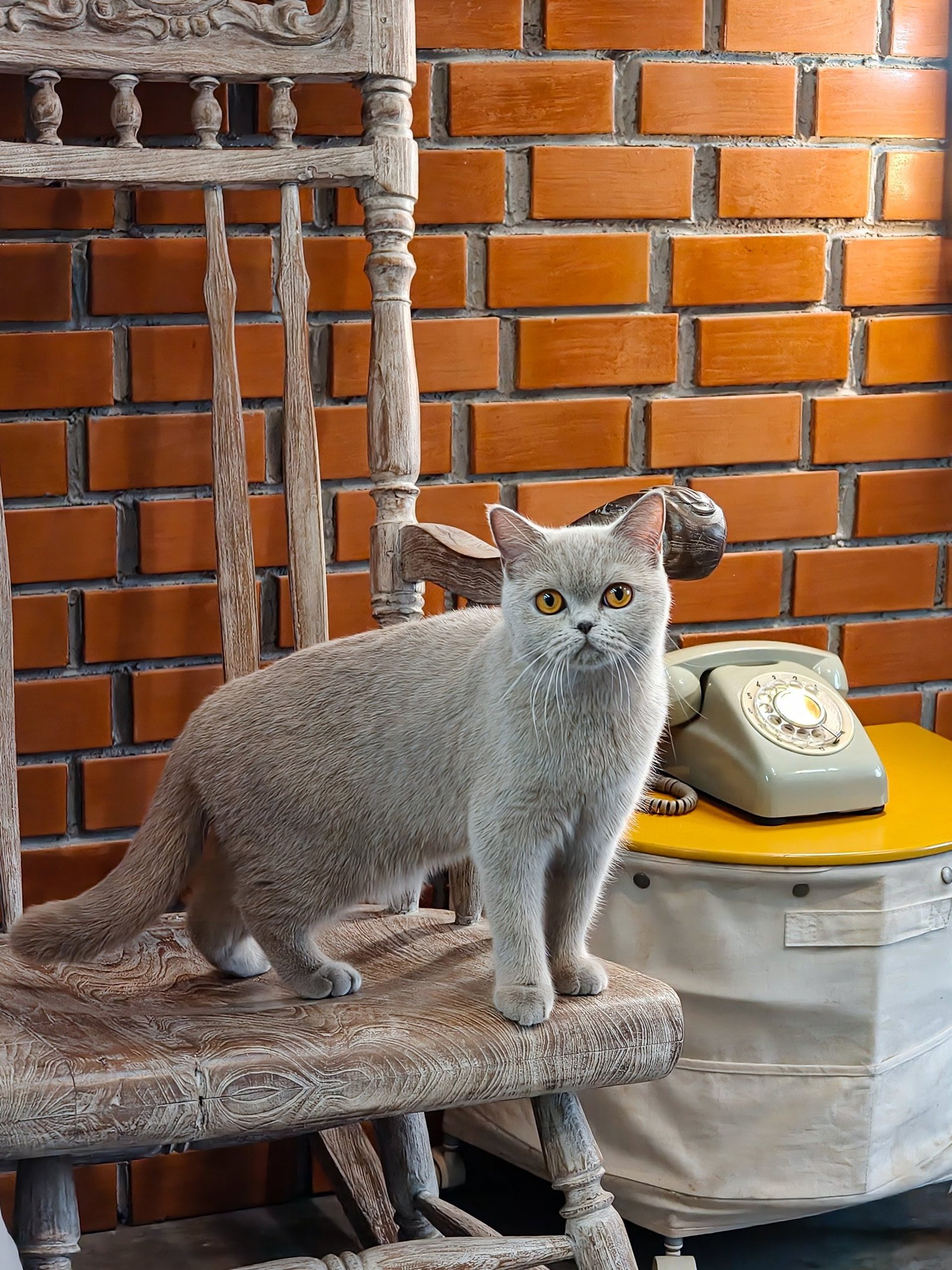 gray computer monitor