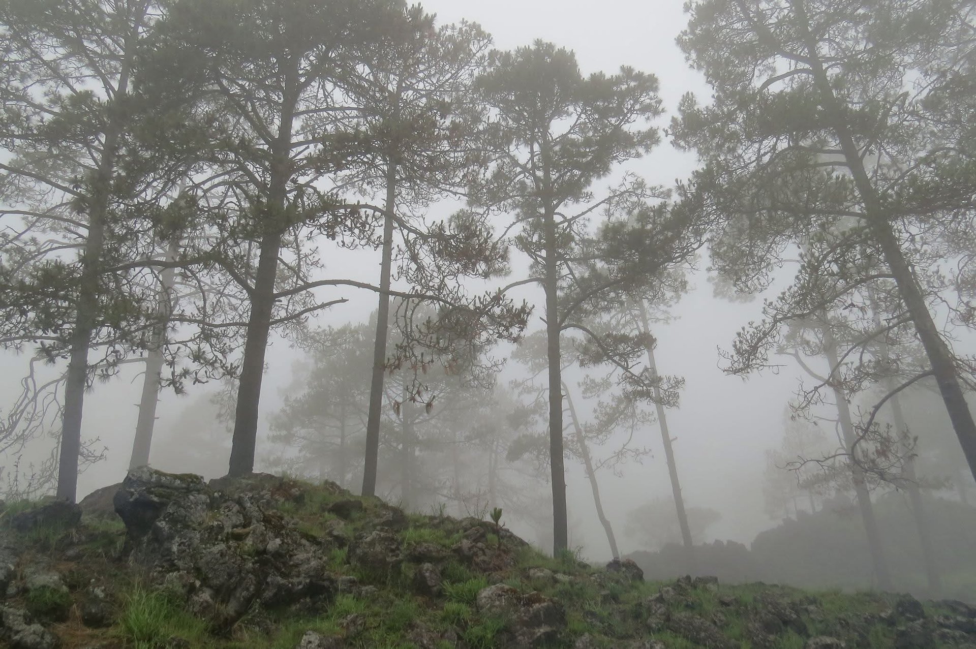 a close up of a black and brown abstract painting