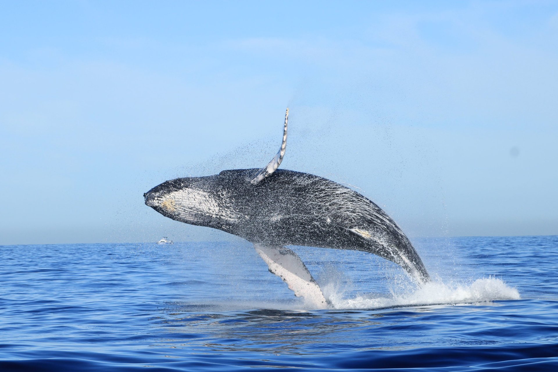 person riding on skis during winter surrounded by mountains