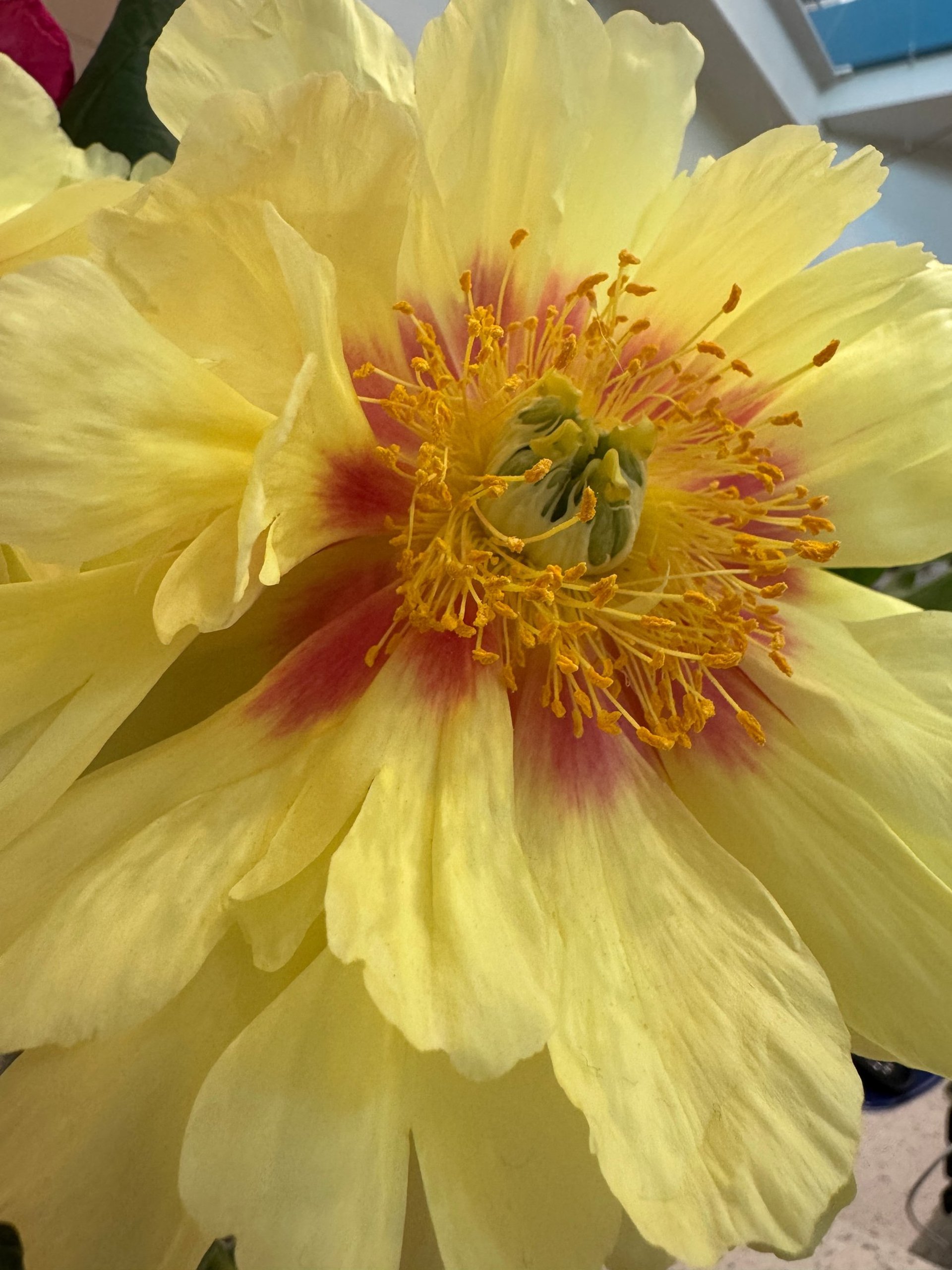 a close up of a white flower with yellow stamen