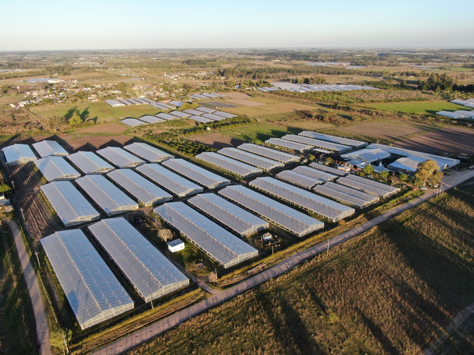 green plants on white metal frame