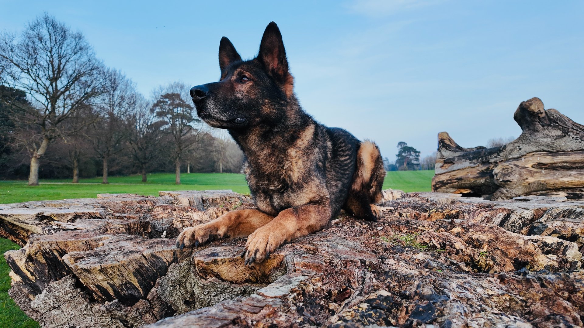 black and brown leather padded tub sofa