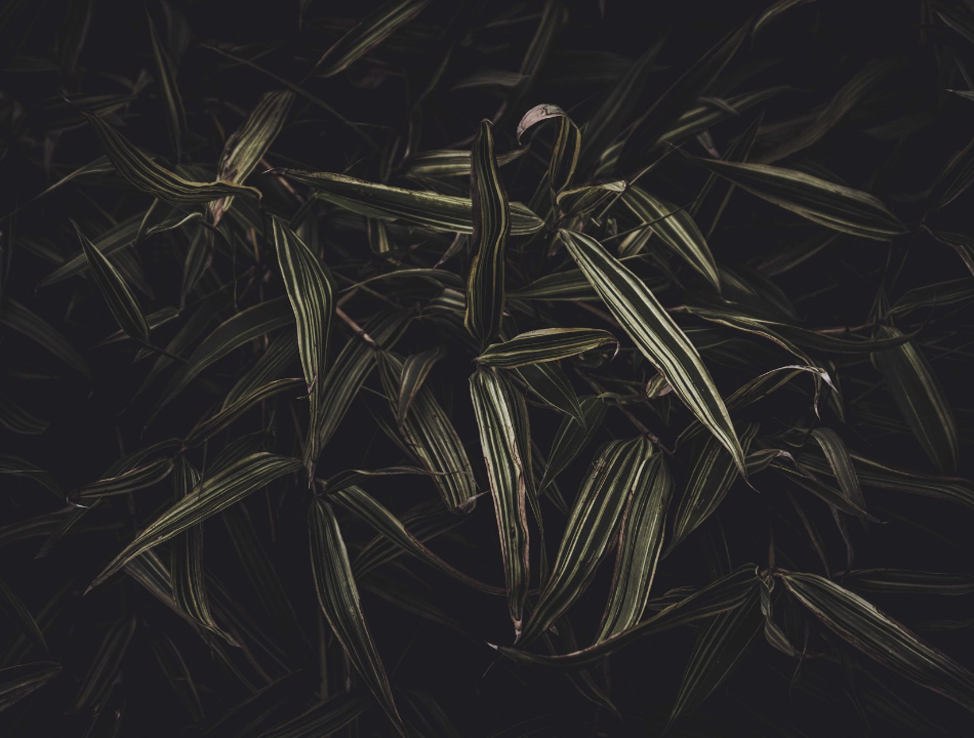 red and black abstract painting