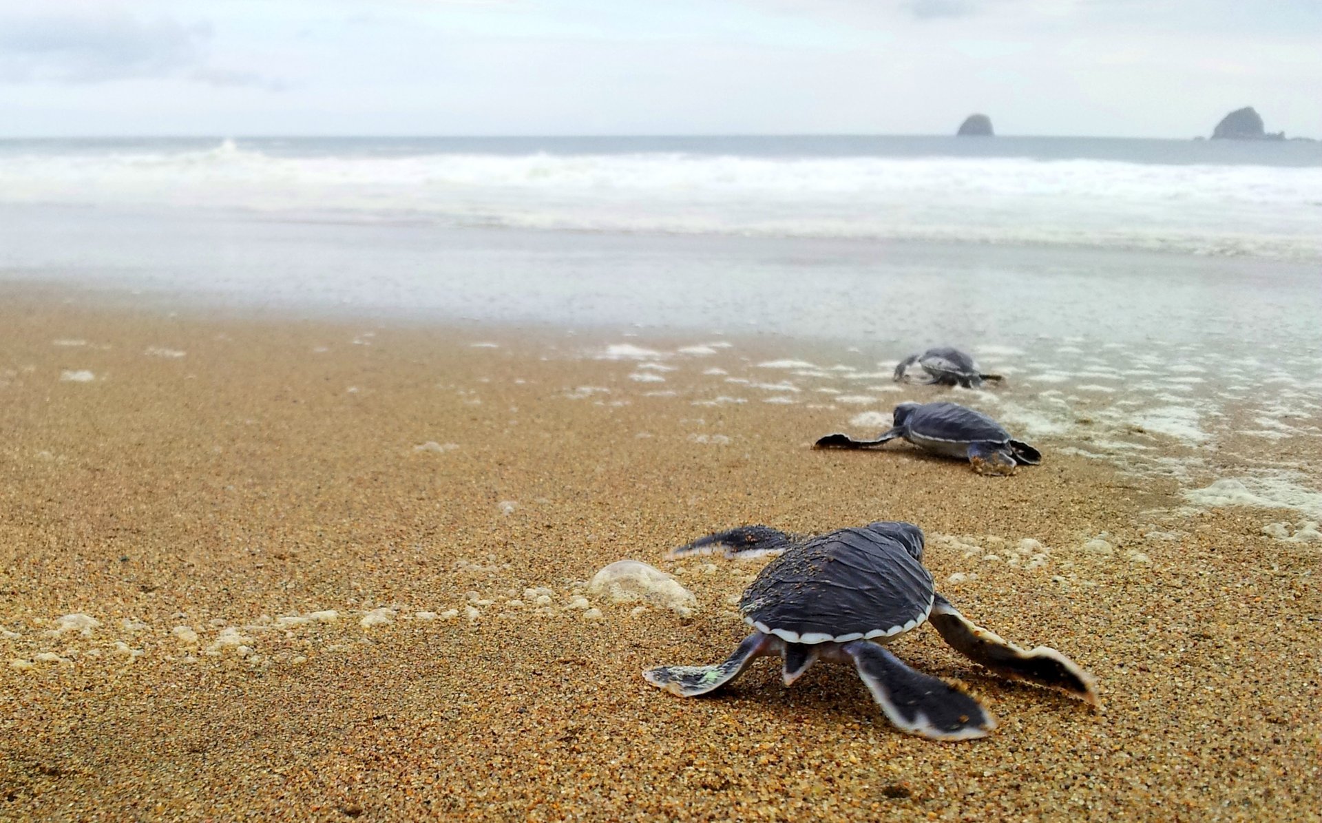 leafless tree on lake at daytime