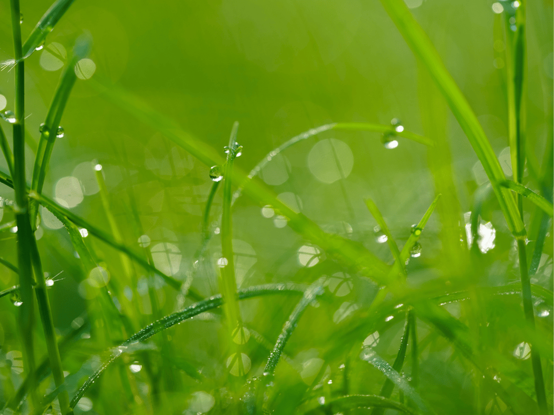 gray computer monitor