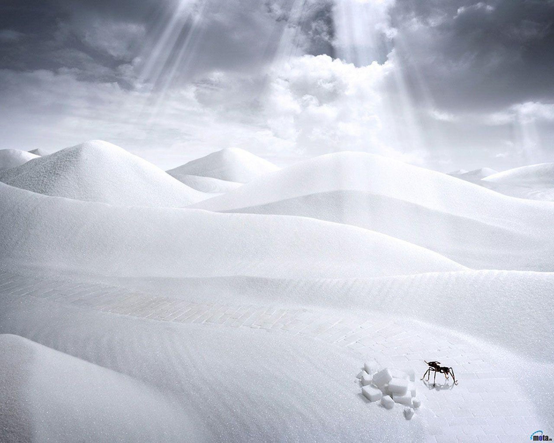 black and white bed linen