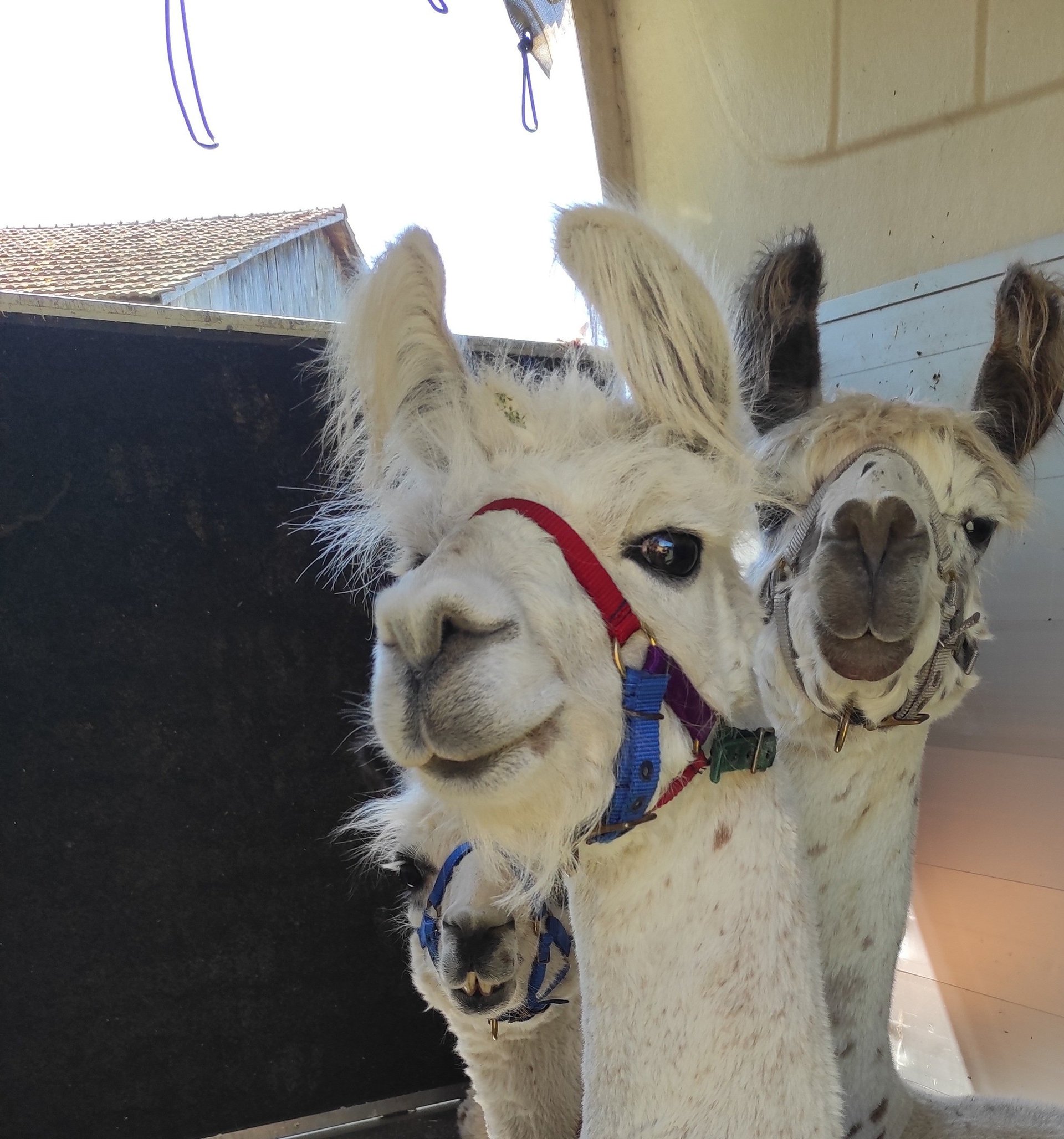 black and white bed linen