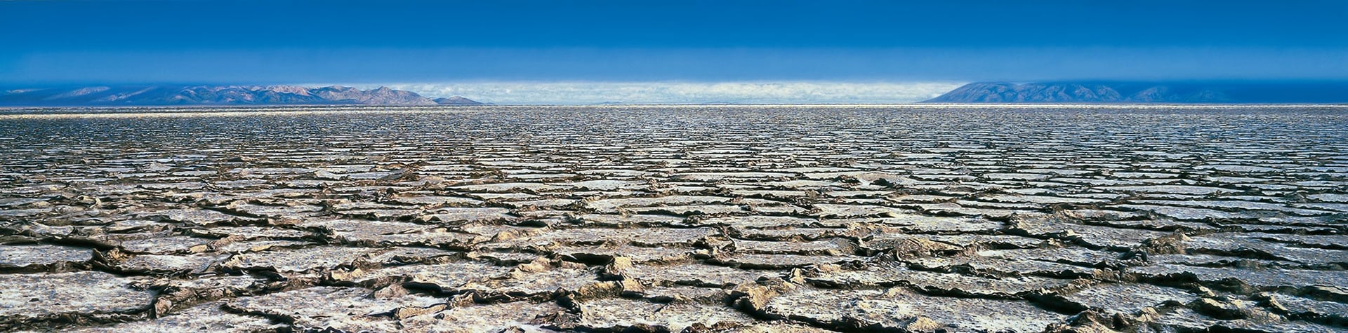 black and white whale in water