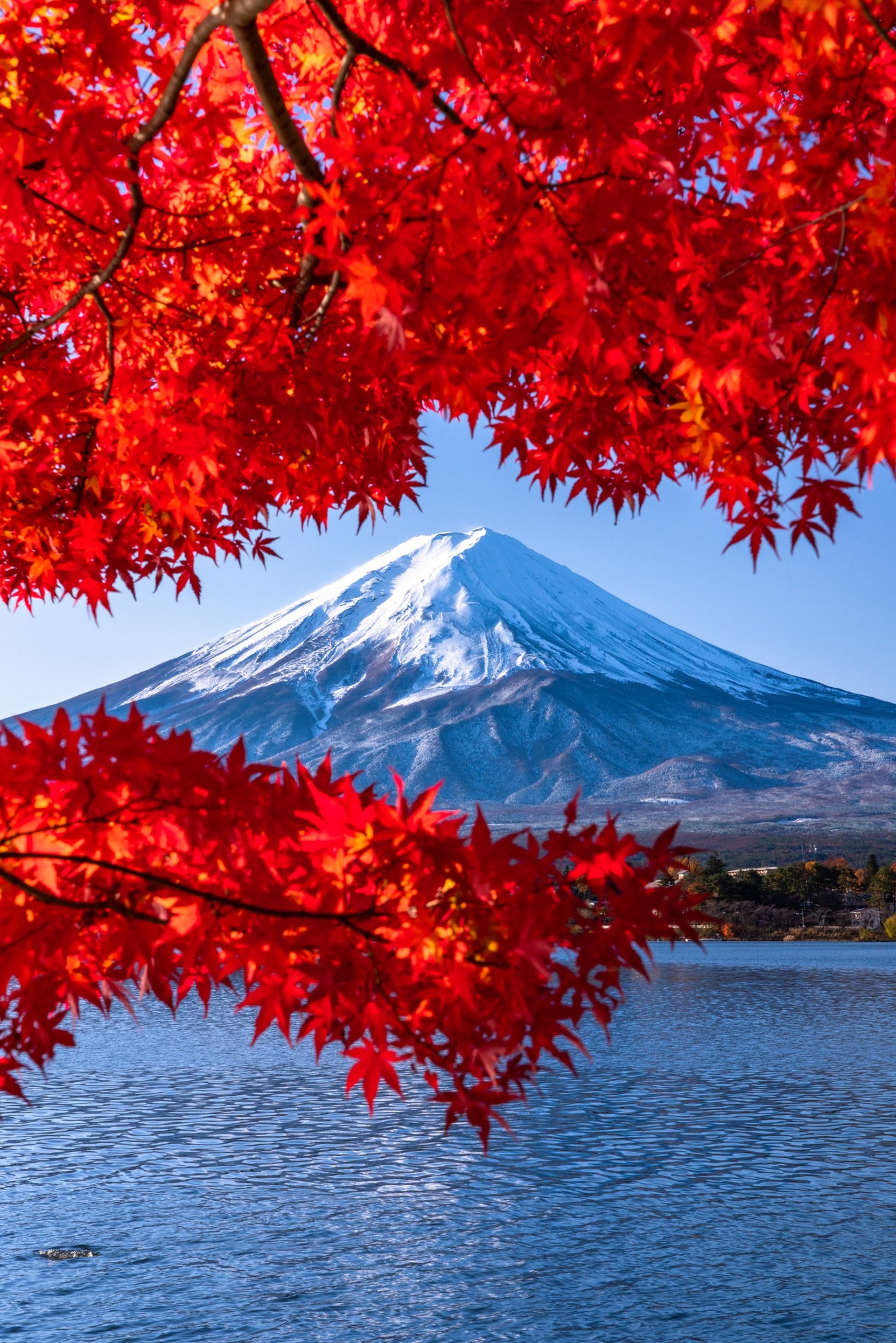 a view of a snow covered mountain through the trees