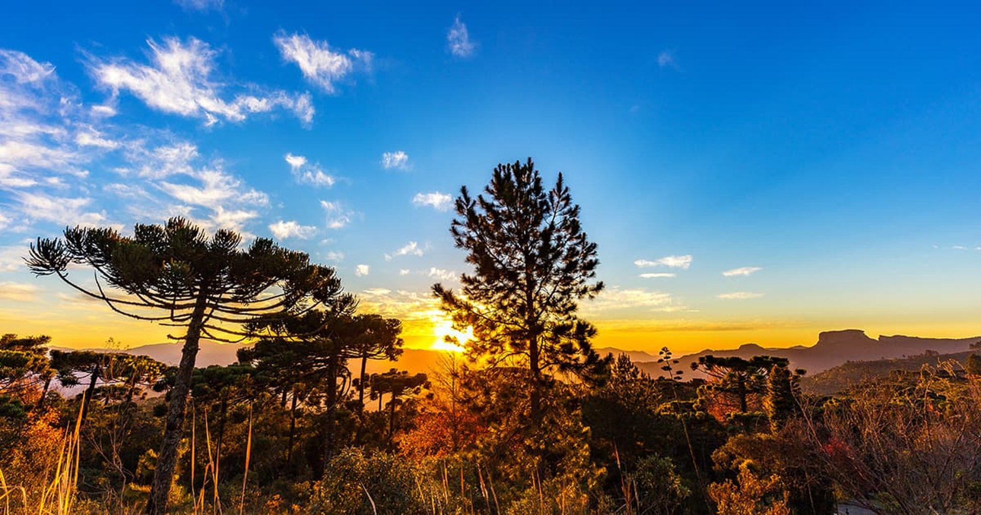 woman holding dried flower
