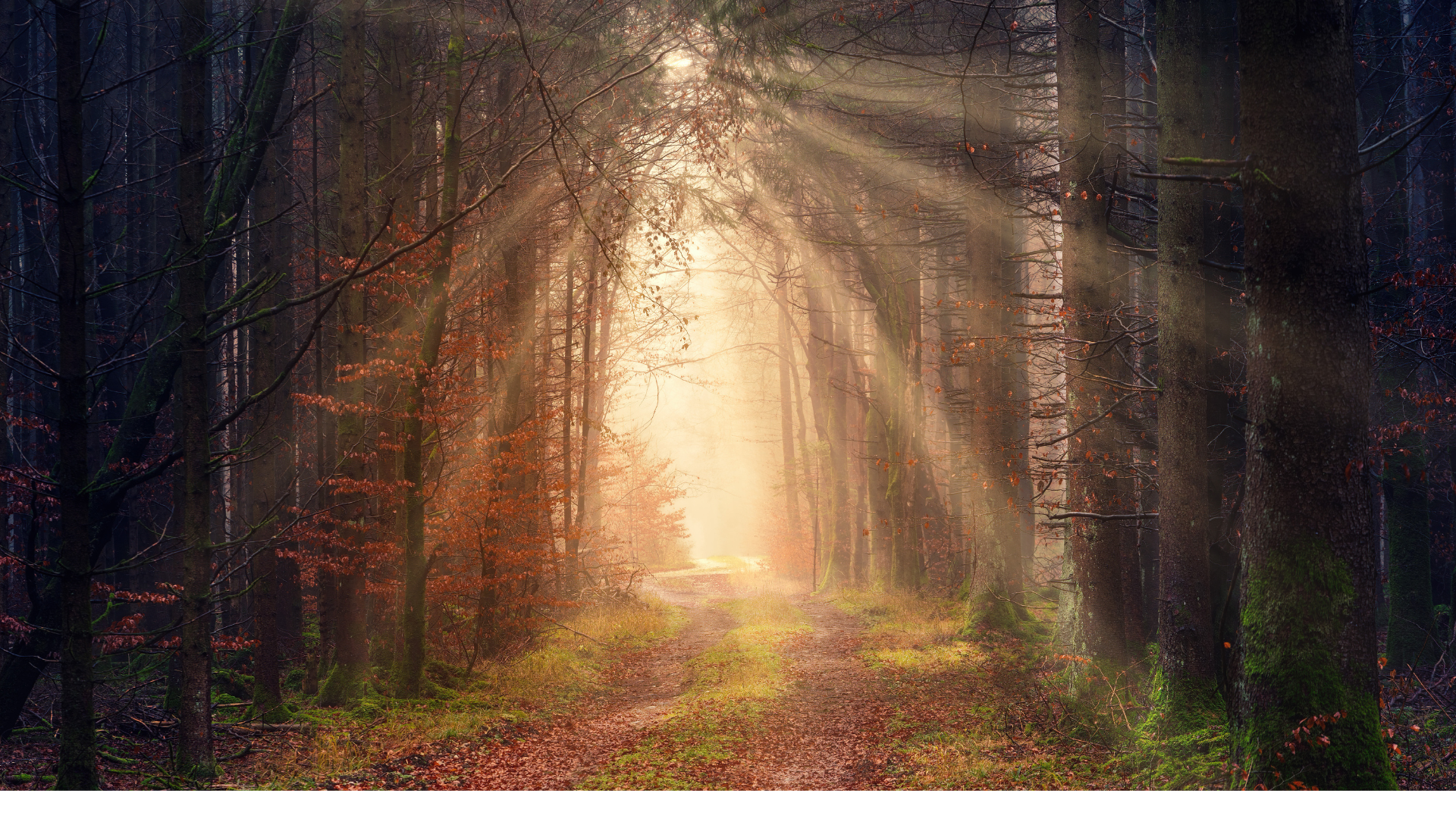 gray concrete road between green trees during daytime