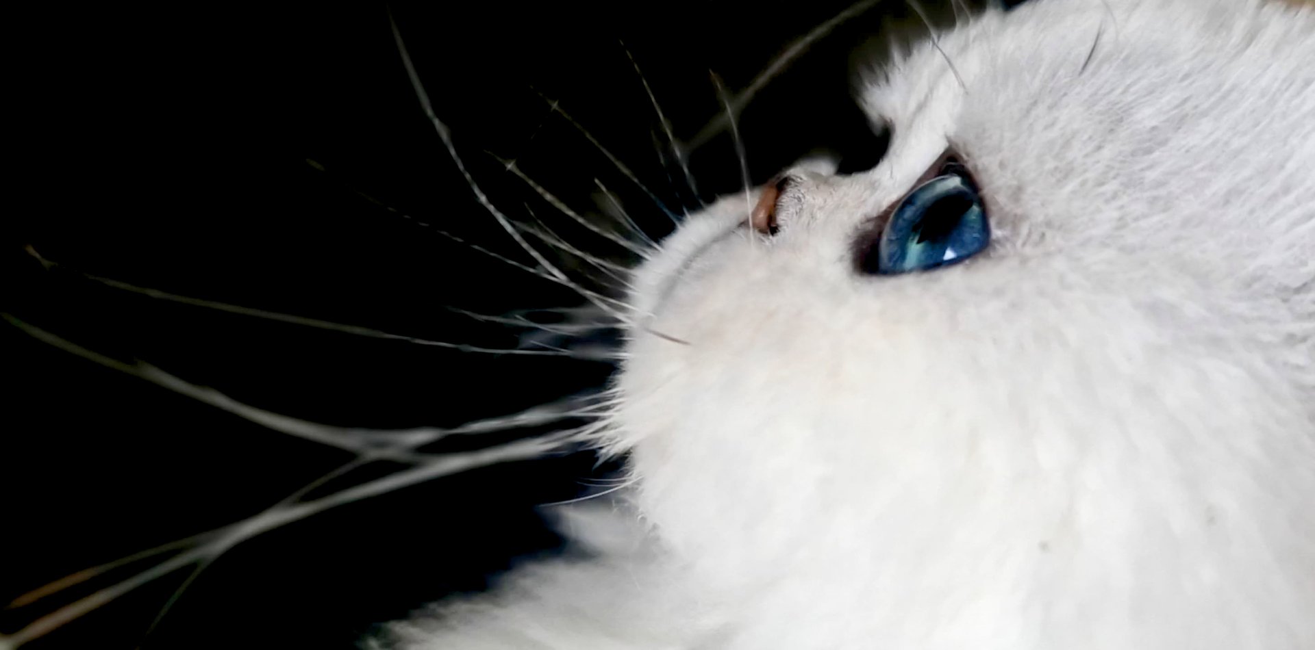 a close up of a black and brown abstract painting