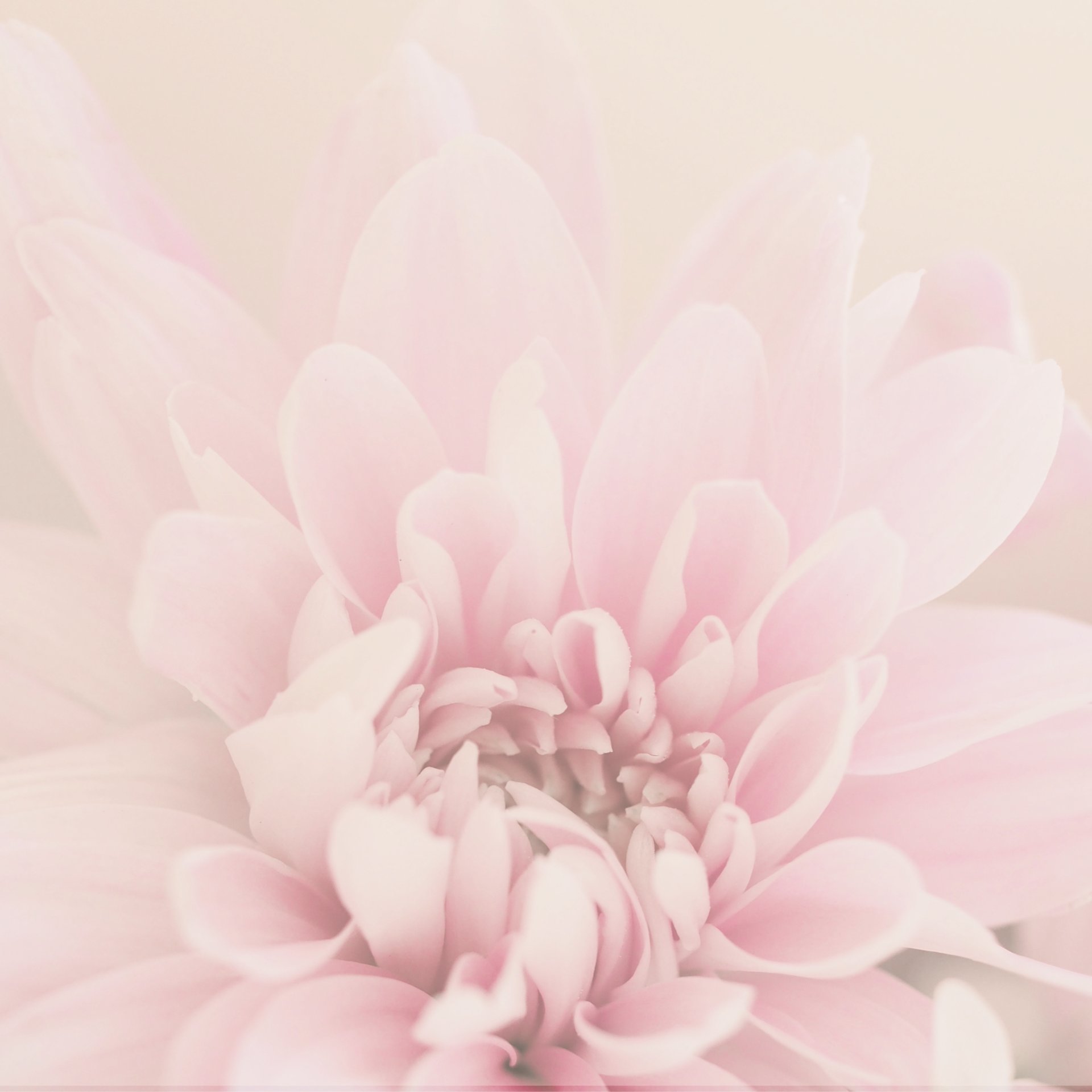 A close up of a large white flower
