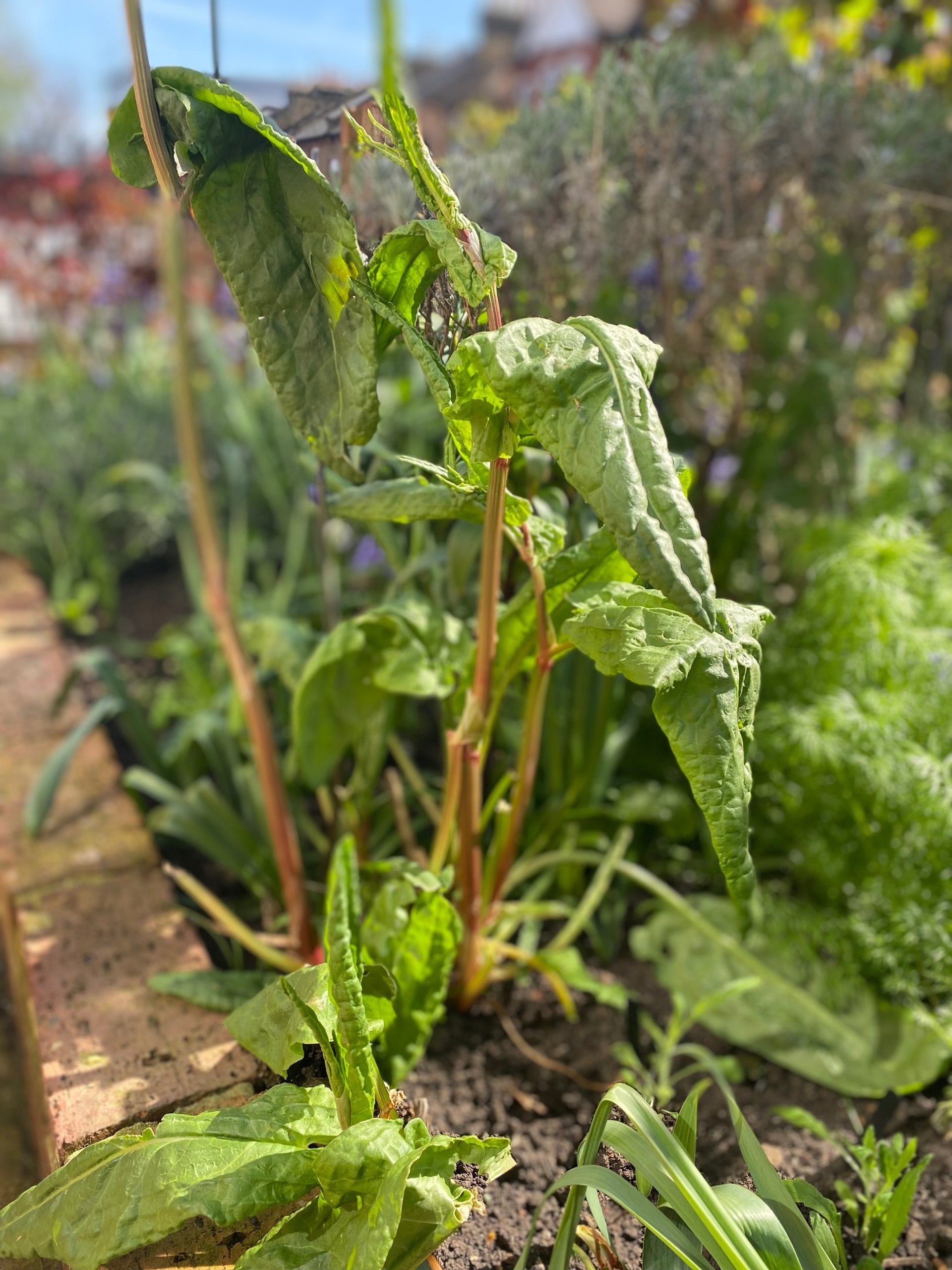 Close-up of delicate bluebell flowers blooming in spring.