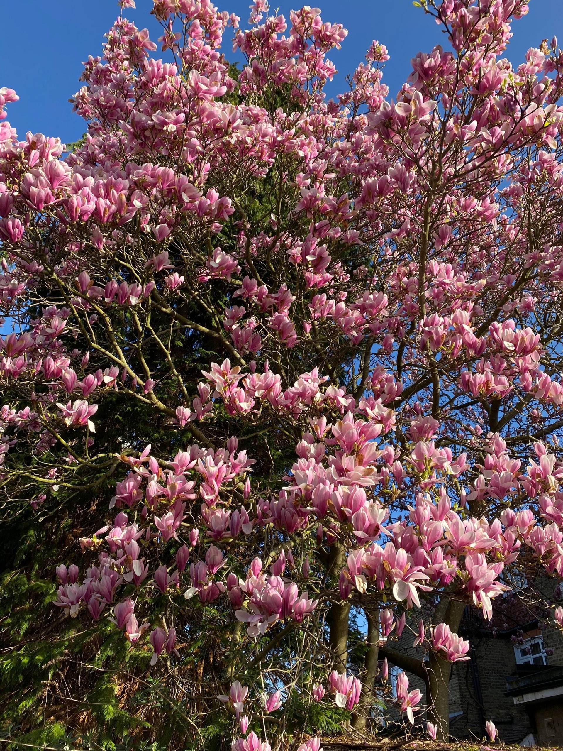 a tree with lots of pink flowers in front of a blue sky