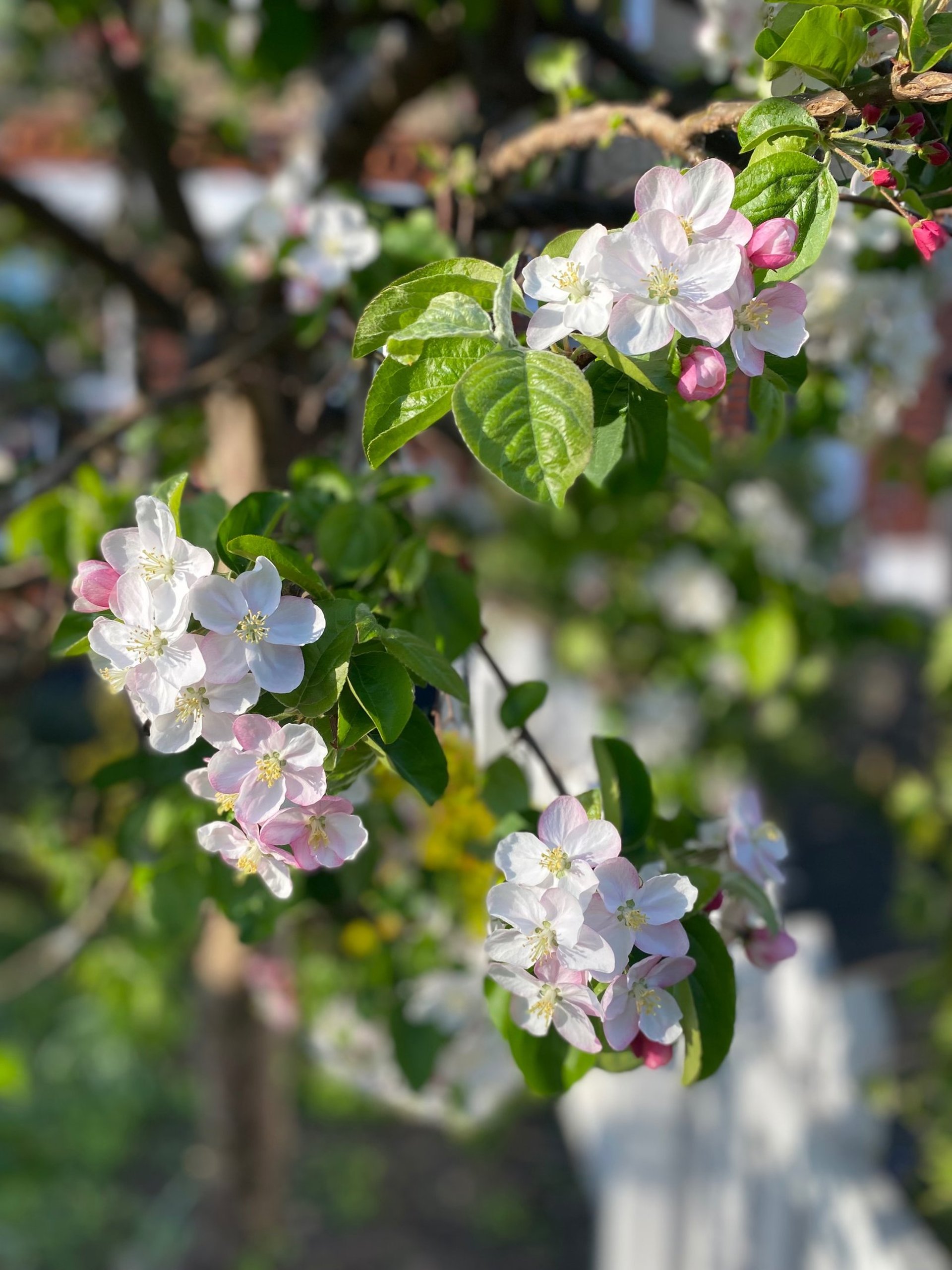 a field full of yellow and white flowers