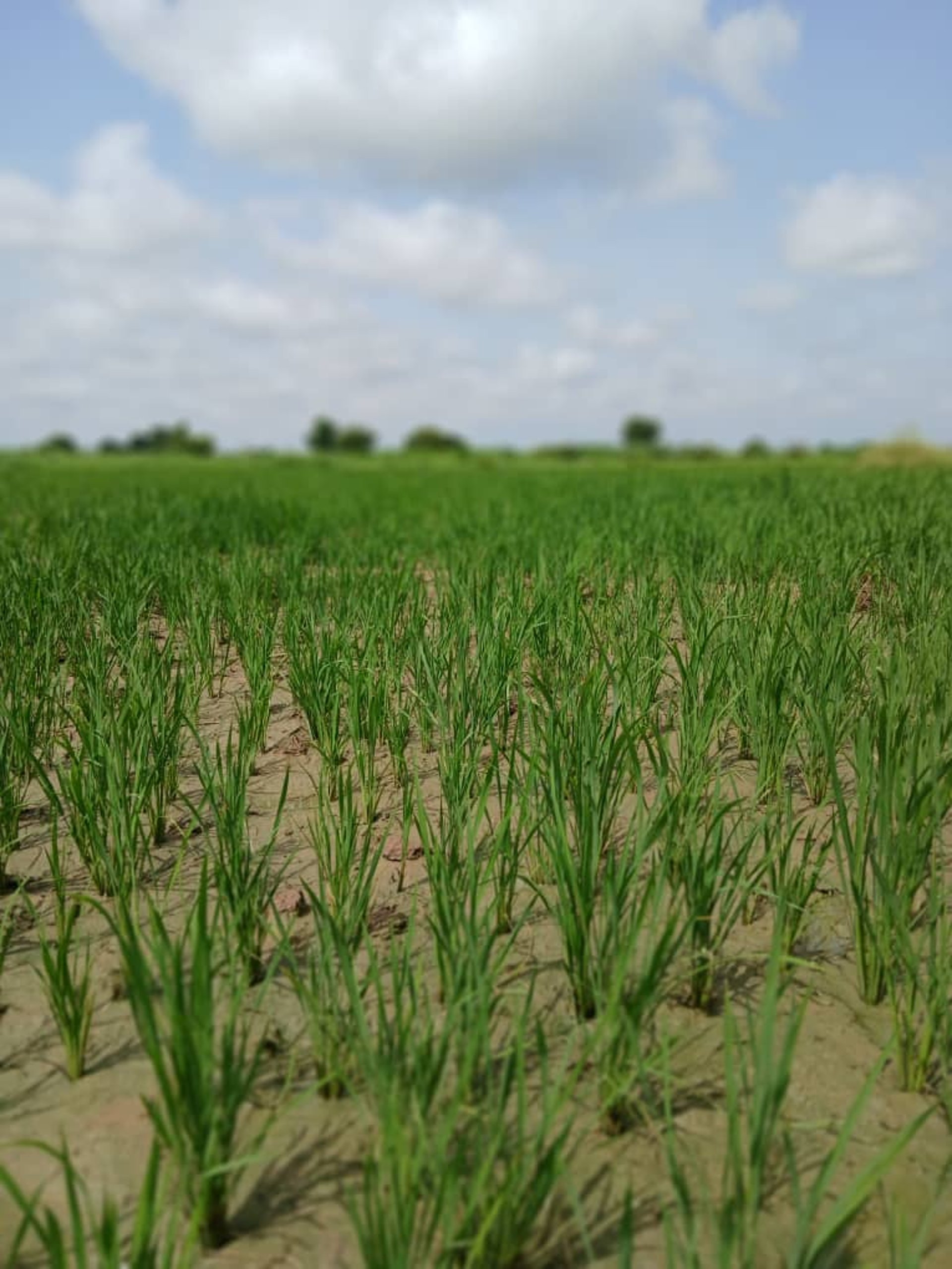 woman wearing yellow long-sleeved dress under white clouds and blue sky during daytime