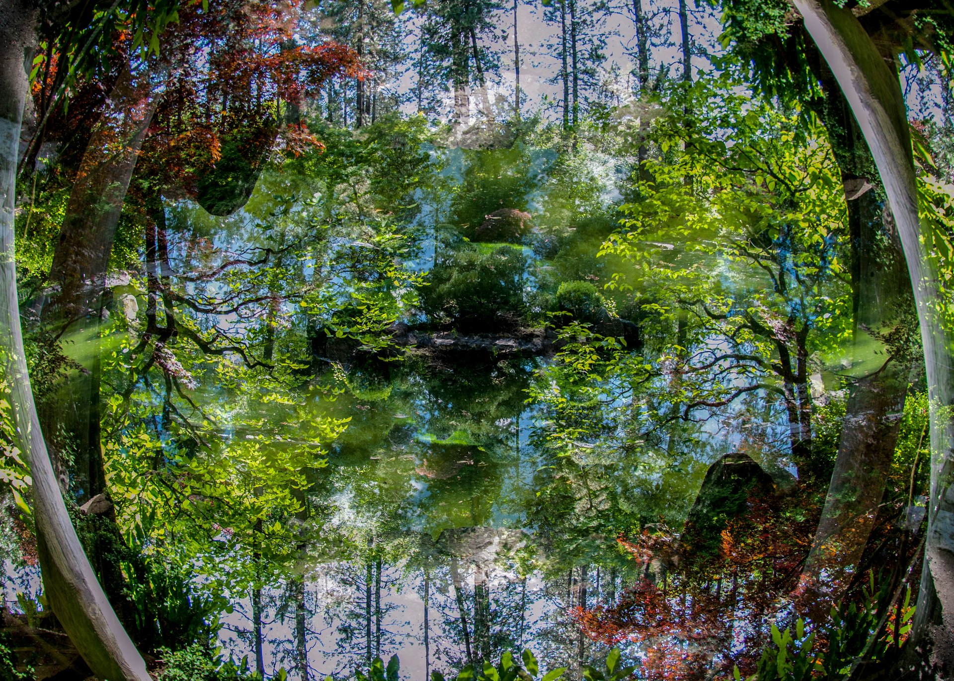 An abstract picture of trees on water with reflects