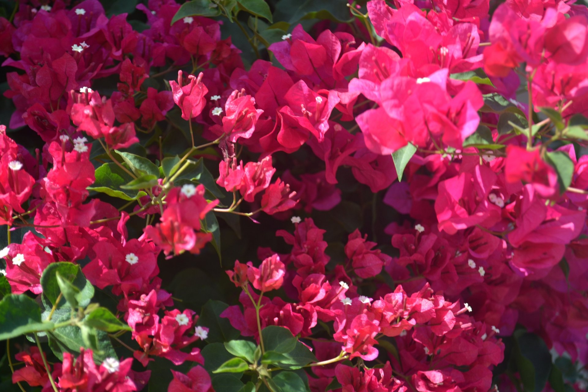 woman wearing yellow long-sleeved dress under white clouds and blue sky during daytime
