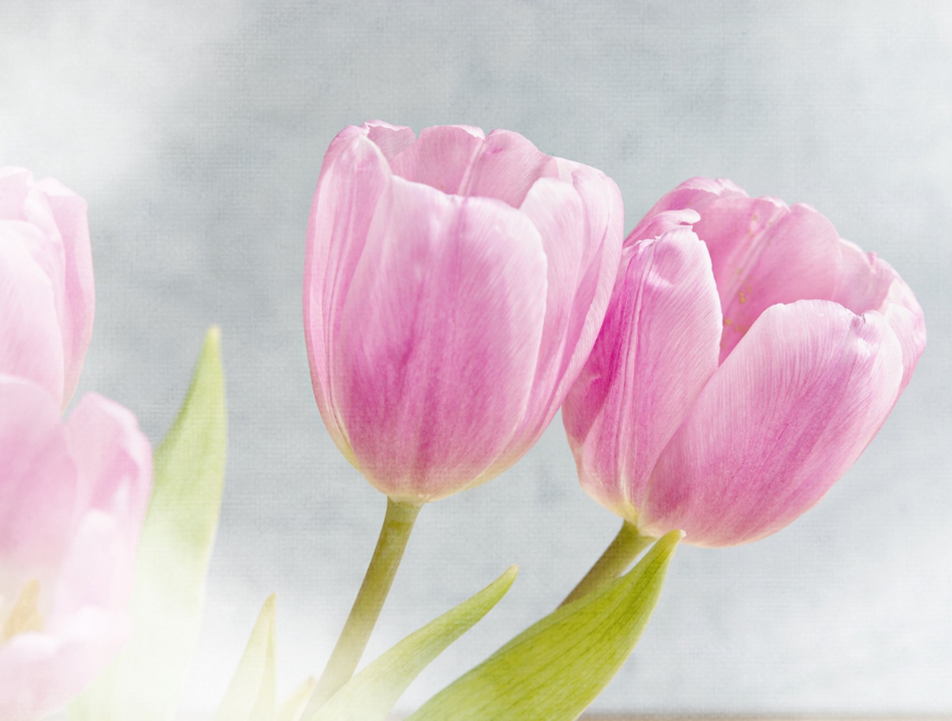 pink and purple abstract painting