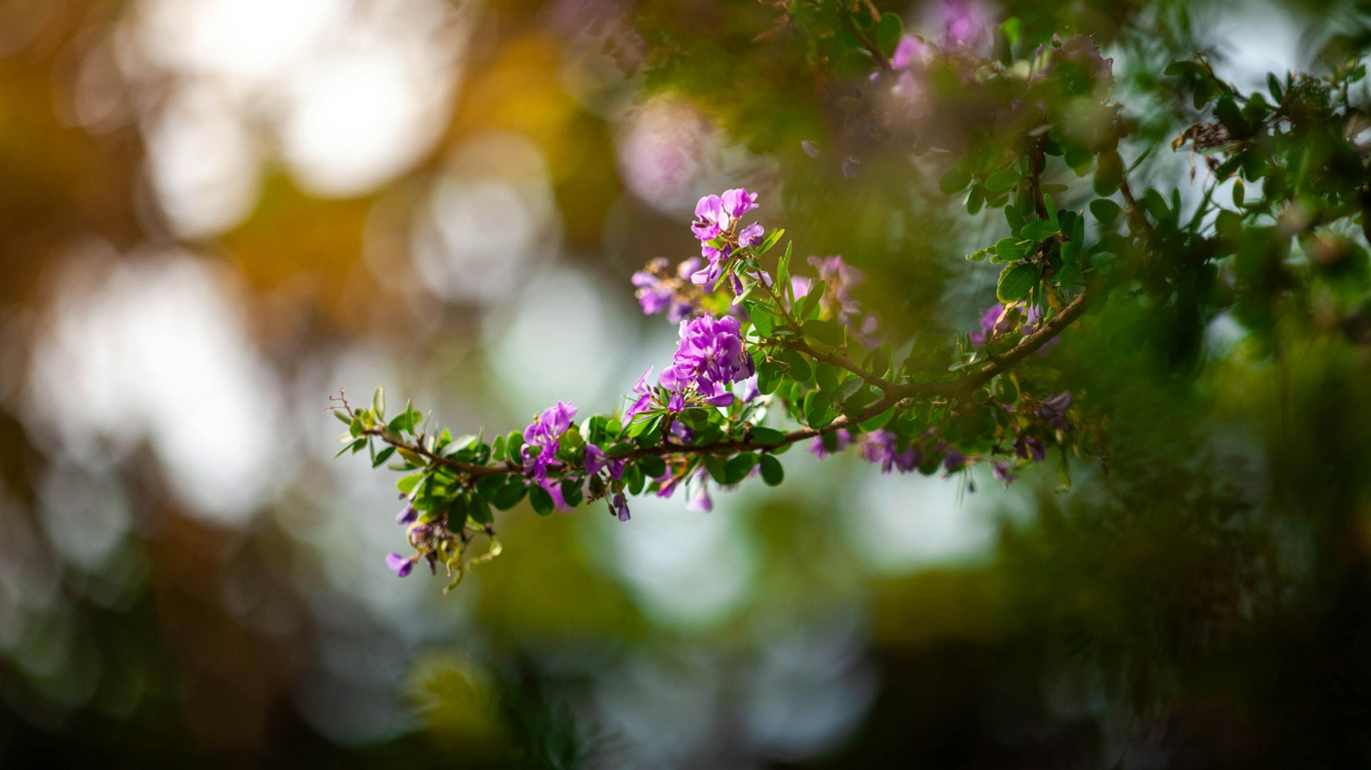 black and brown leather padded tub sofa
