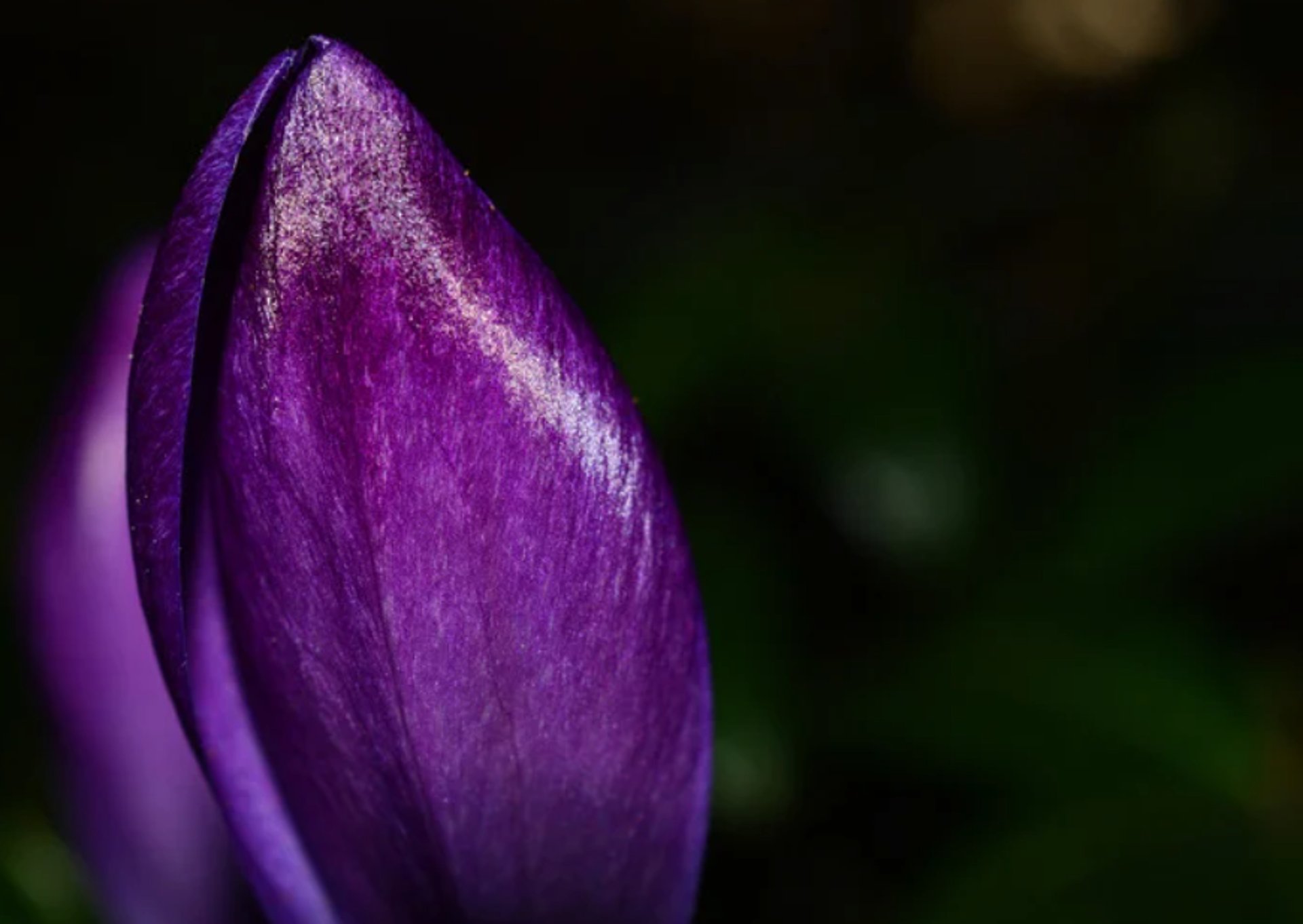 photo of orange flowers