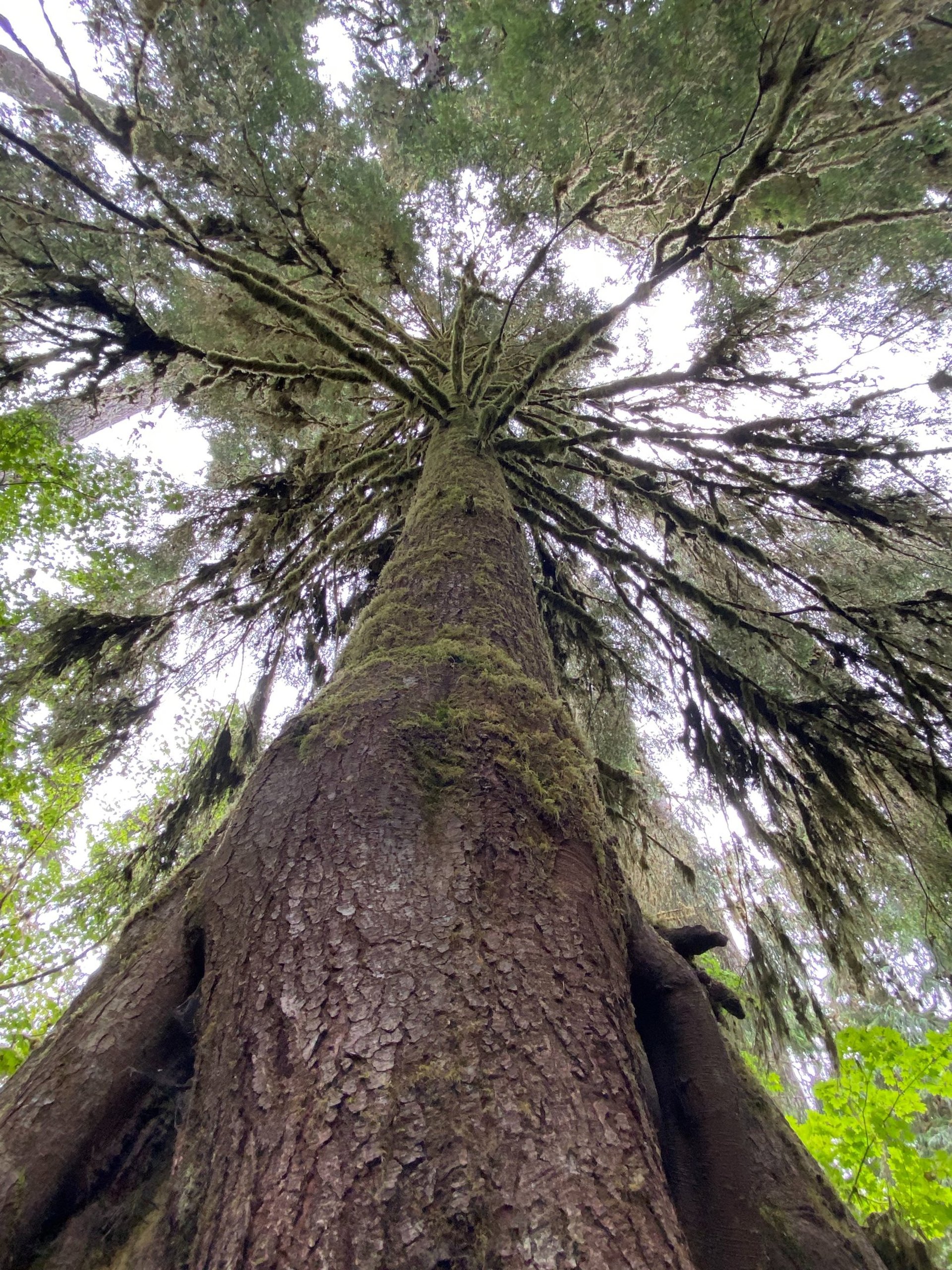 gray computer monitor