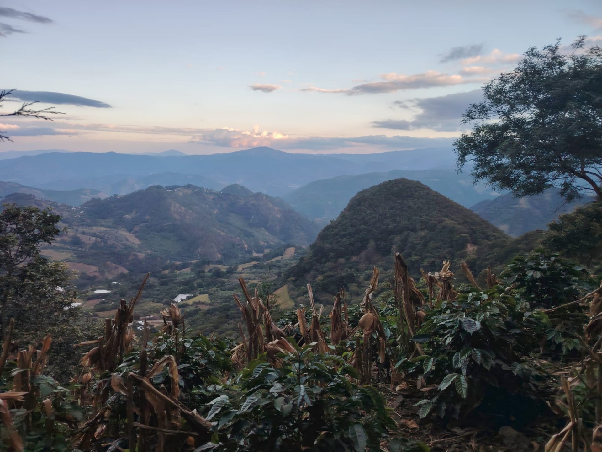 woman holding dried flower