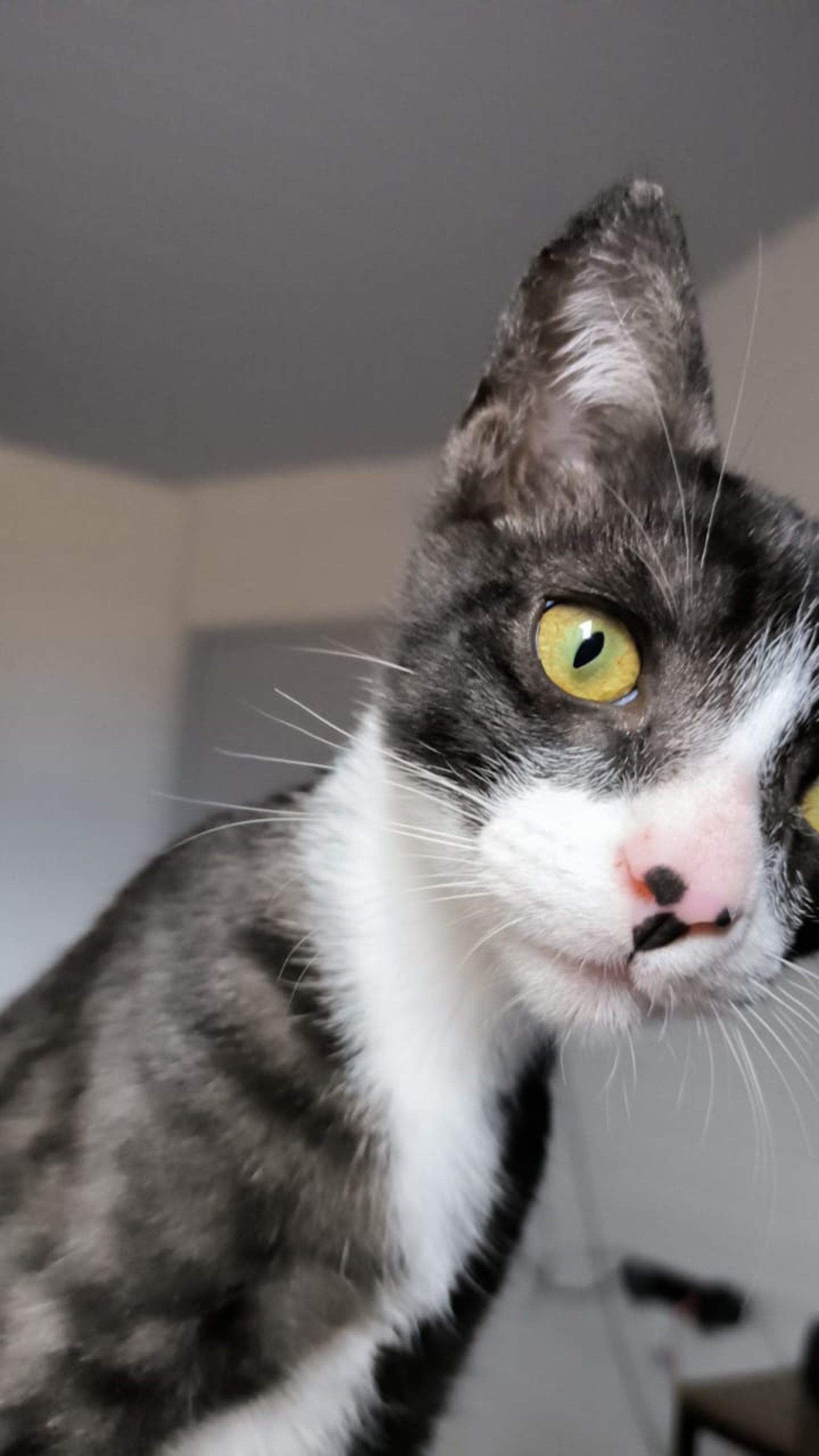 black and white bed linen