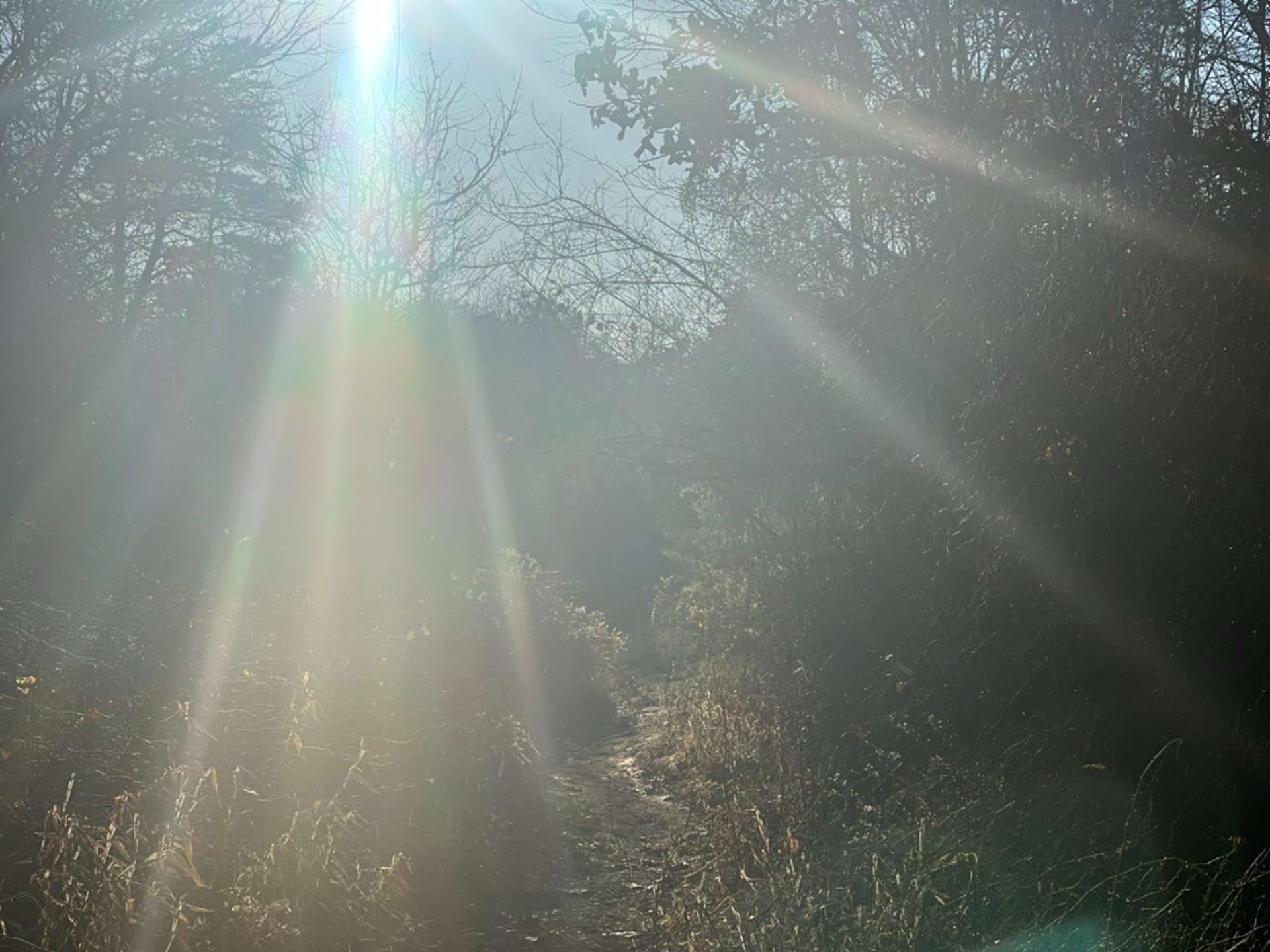 a bunch of white flowers in a field