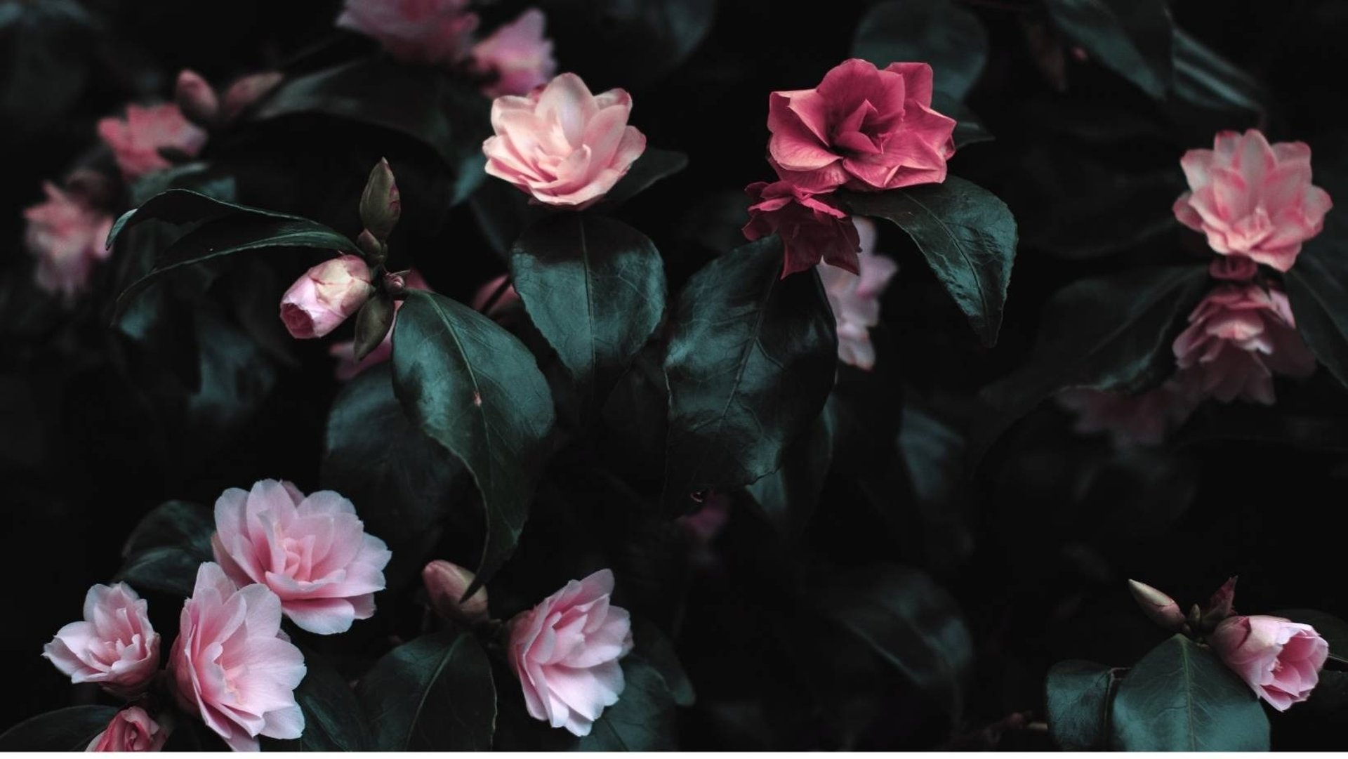 Iremia Counselling, warm and non-judgmental counselling