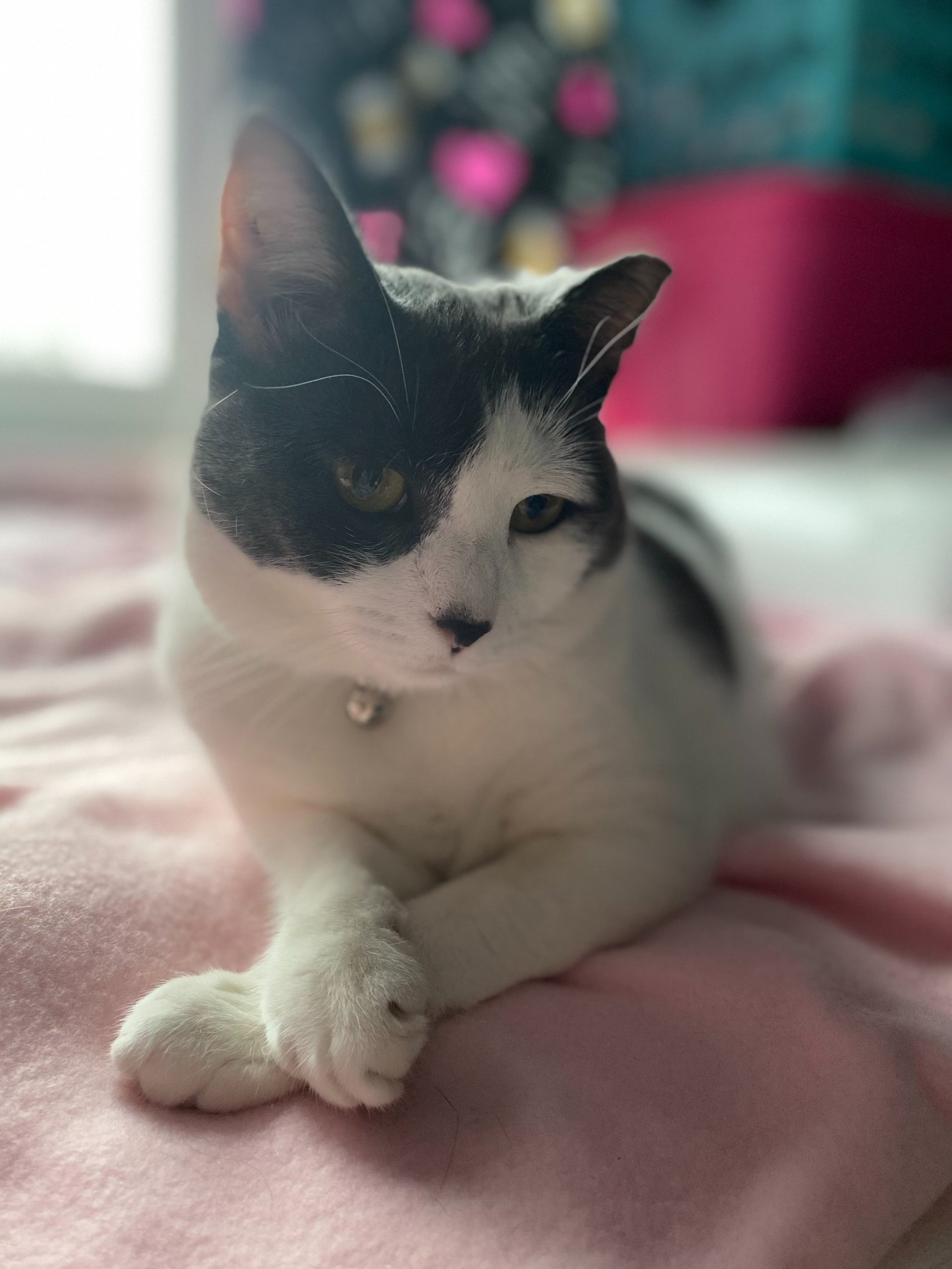 gray computer monitor