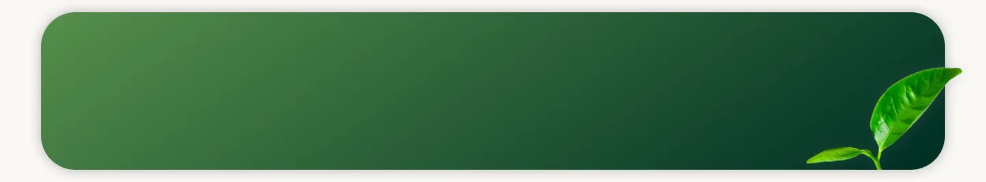 a close up of a leaf