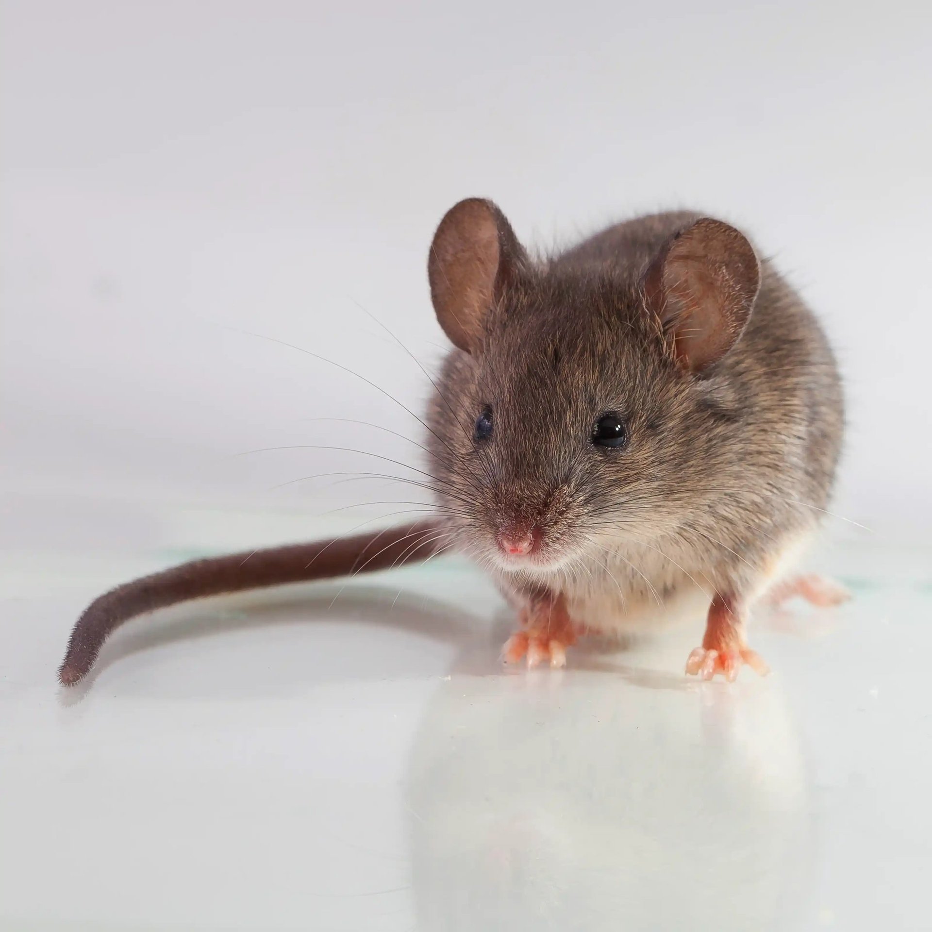 Mouse problem in Spalding property.