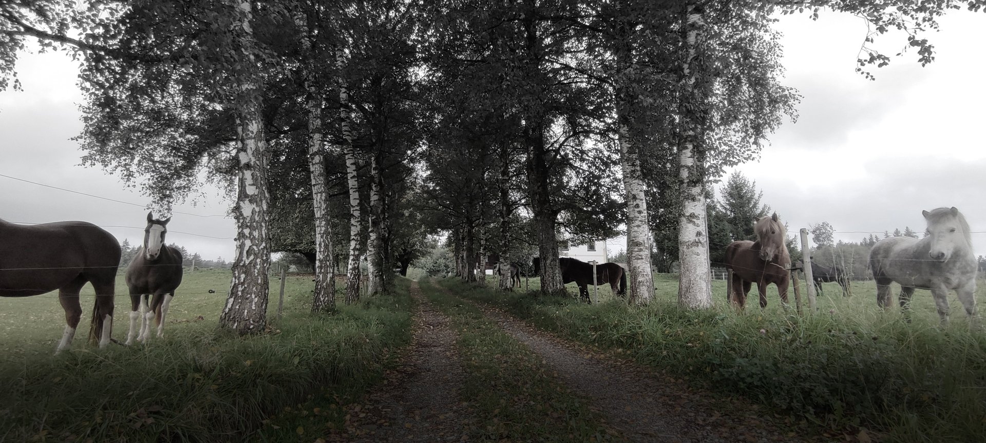 black and white bed linen