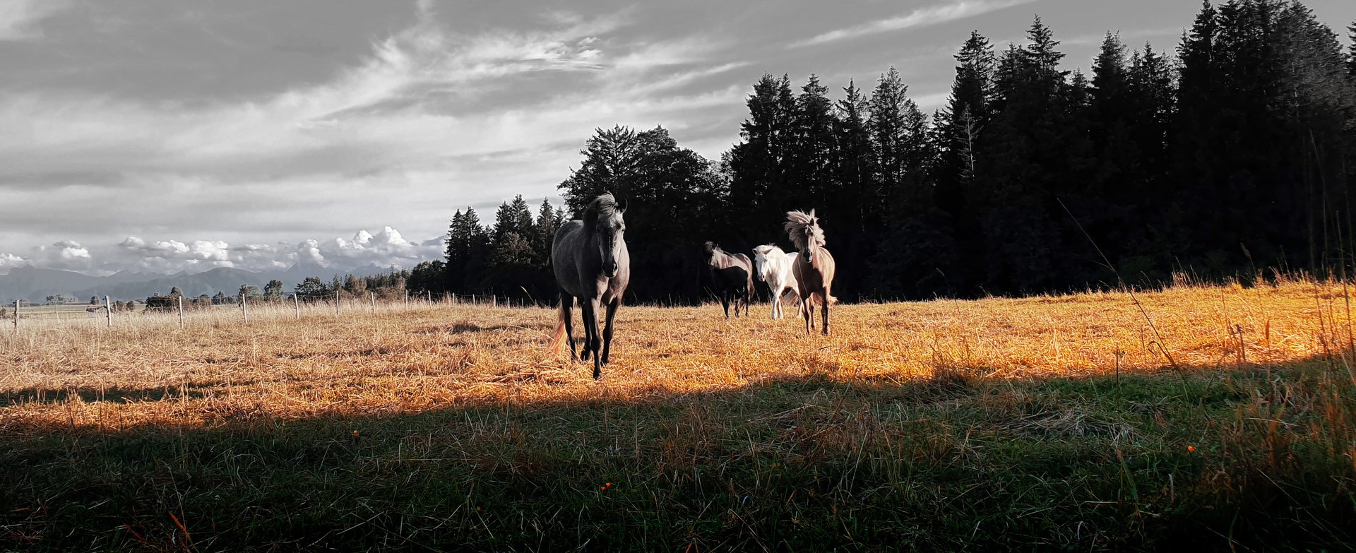 black and white bed linen