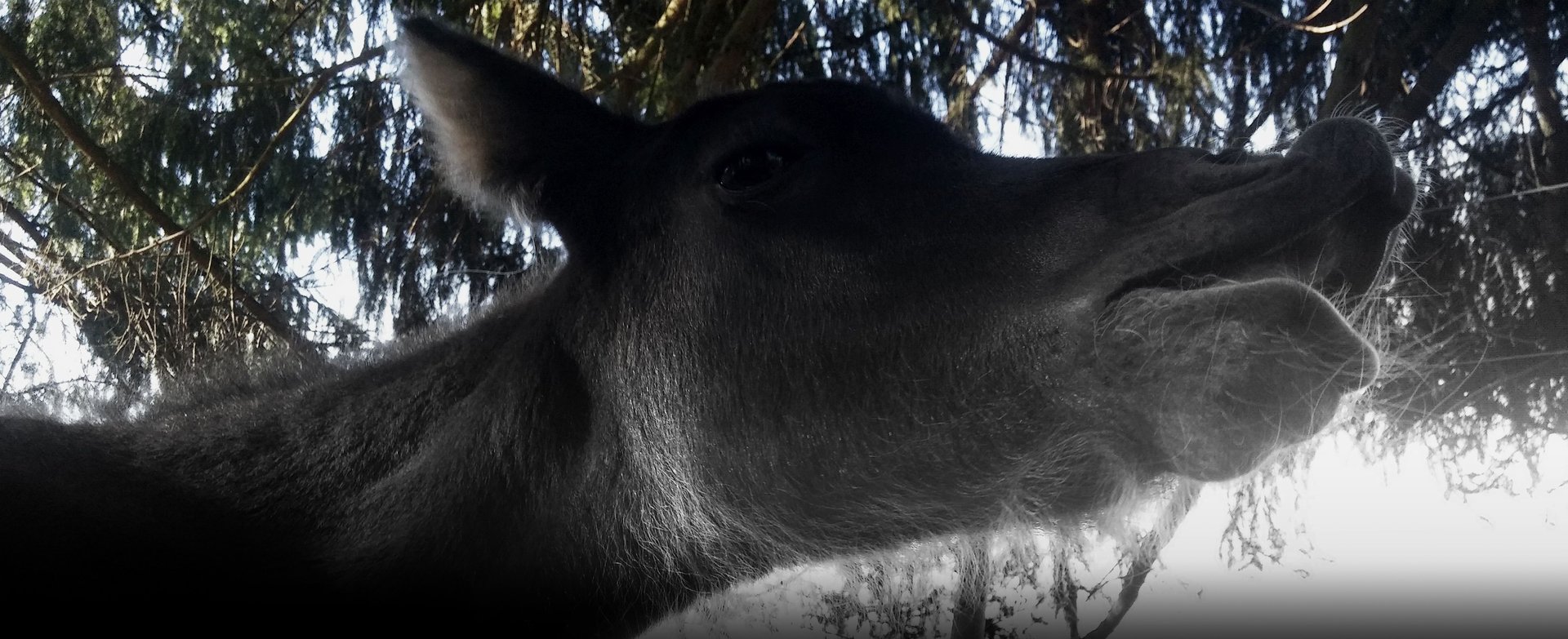 black and white bed linen