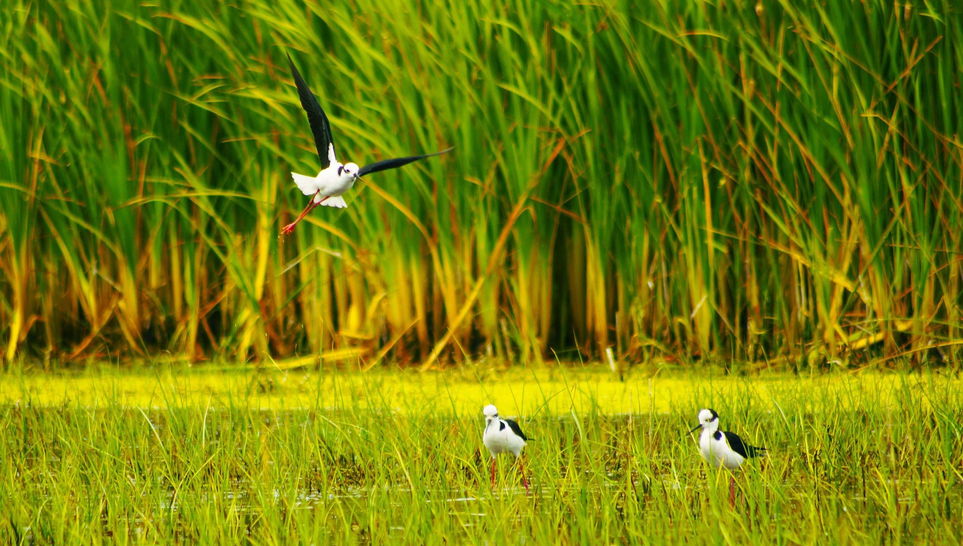 black and white bed linen