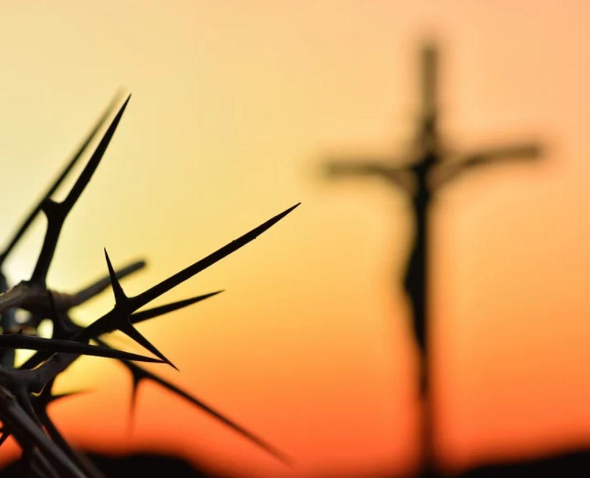 silhouette of trees during sunset