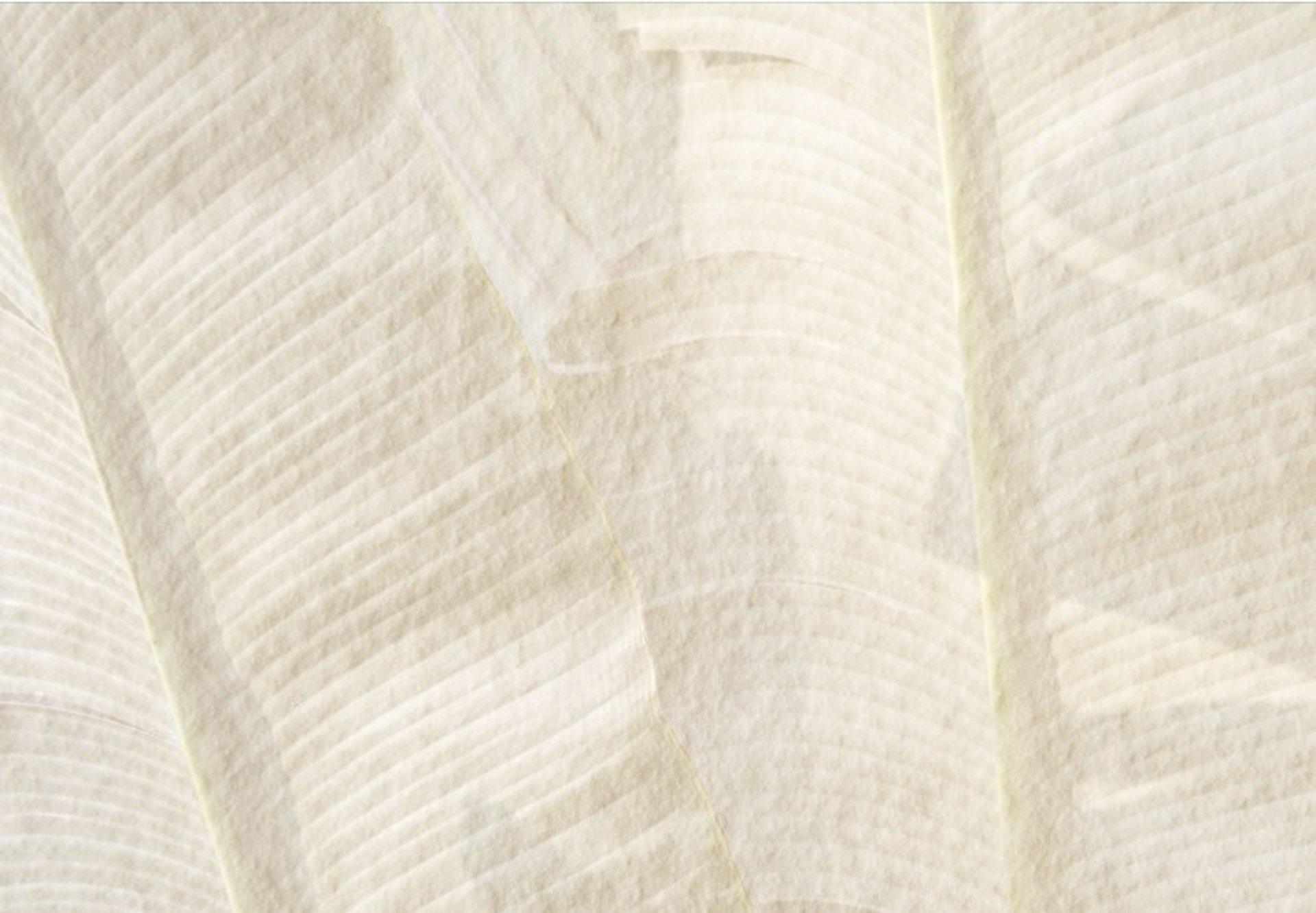 Tarifs des accompagnements en naturopathie et viniyoga chez NaturAnanda