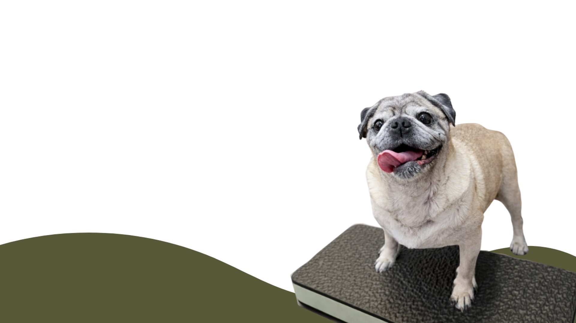 close-up photography of fawn pug