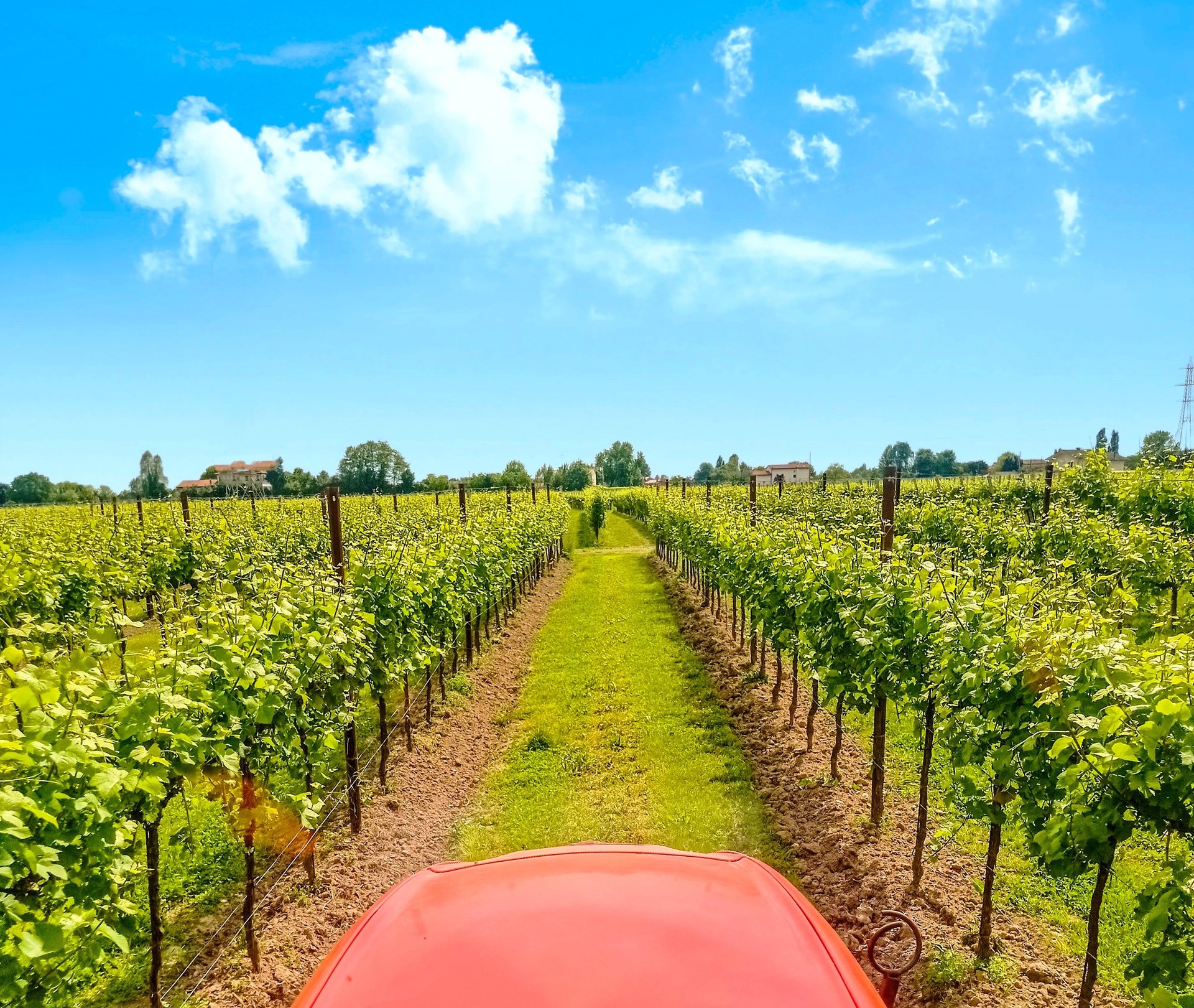 green trees during daytime